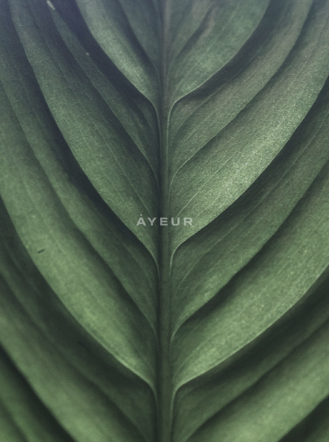 Close-up of green palm leaves overlapping along a central vein.