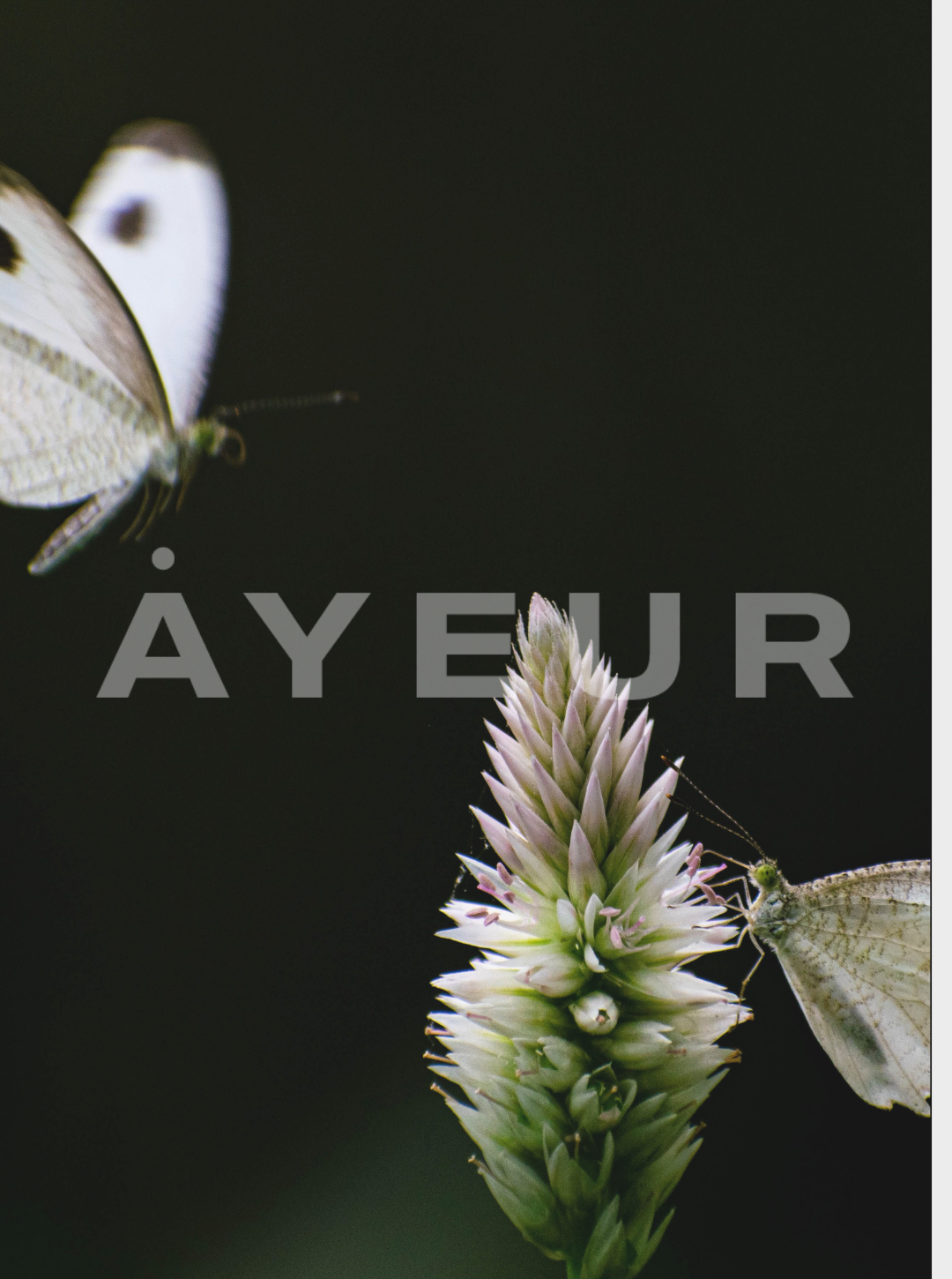 A close-up image of a flowering plant with two butterflies on the flower, against a dark background.