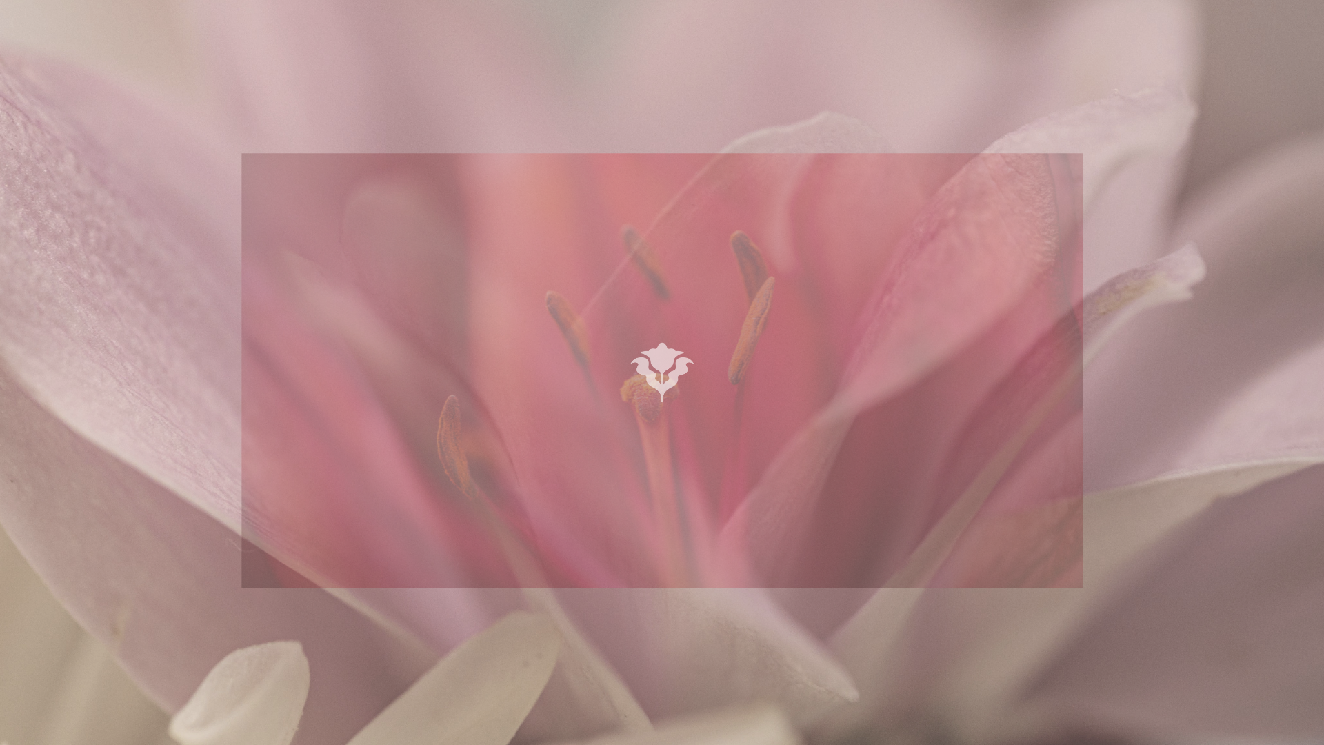 Close-up of a pink and white lily flower with visible stamens and petals.