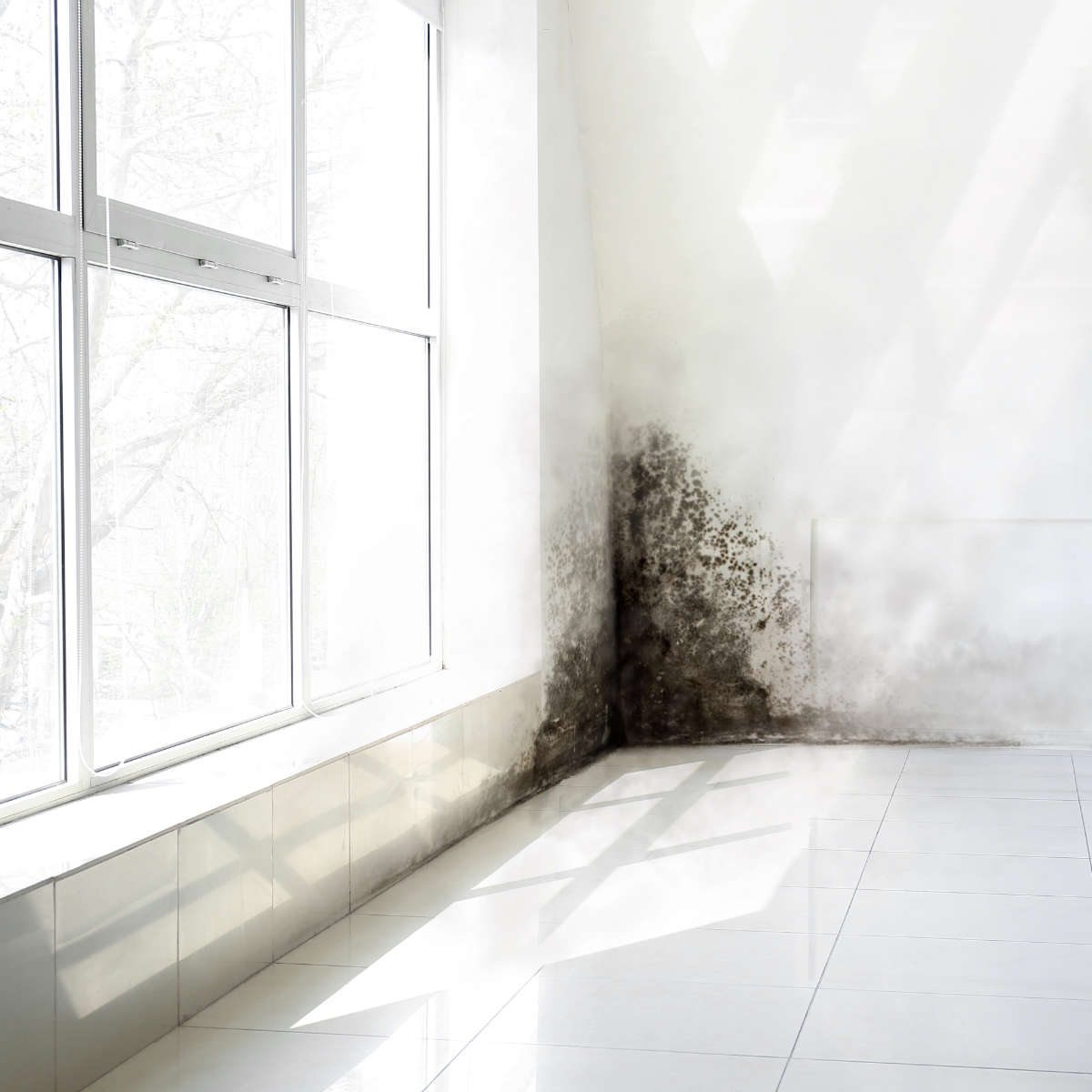 Mold remediation and mitigation in Florida home after water damage or high humidity