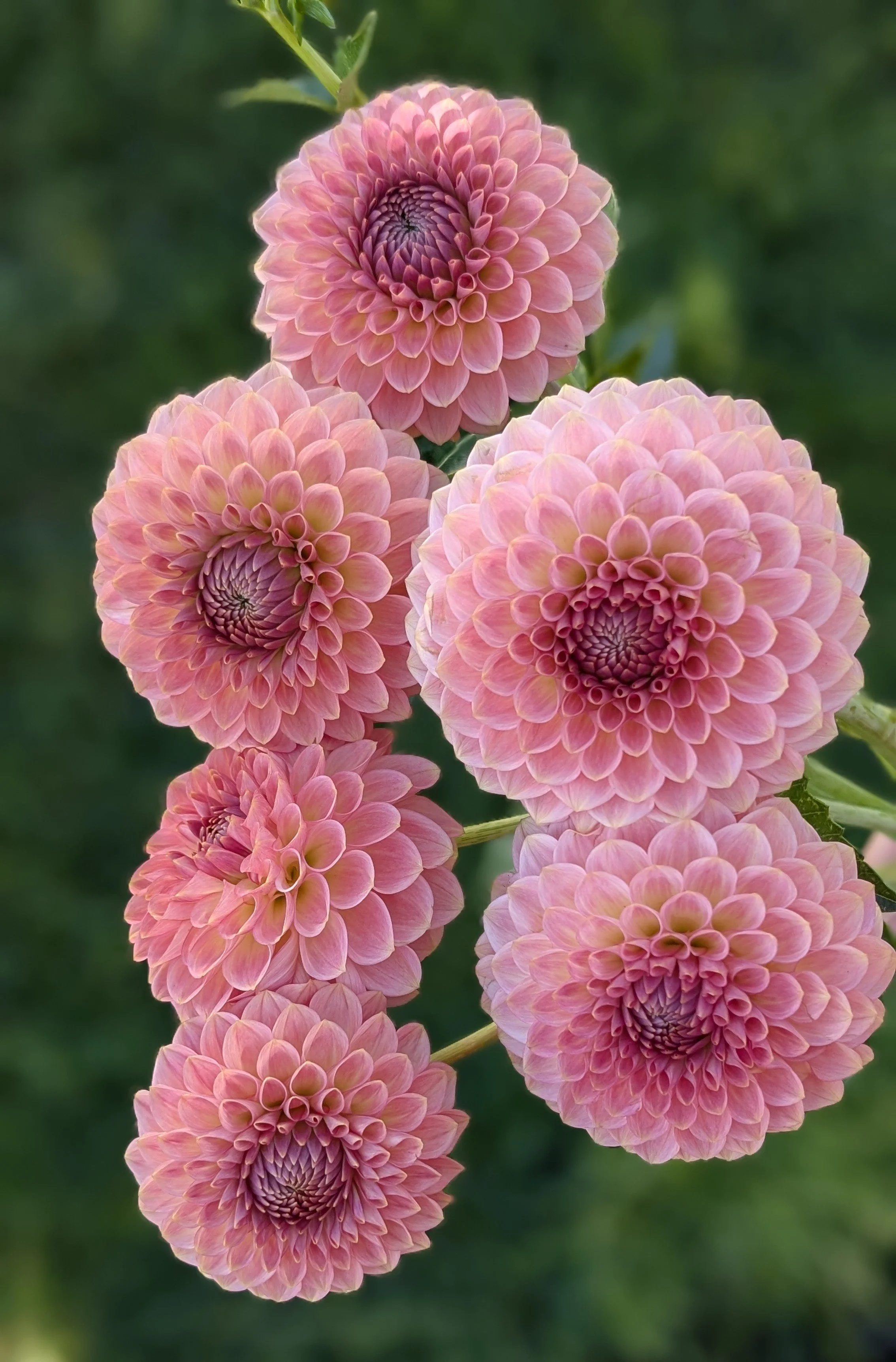 20th Ave Softer Peach