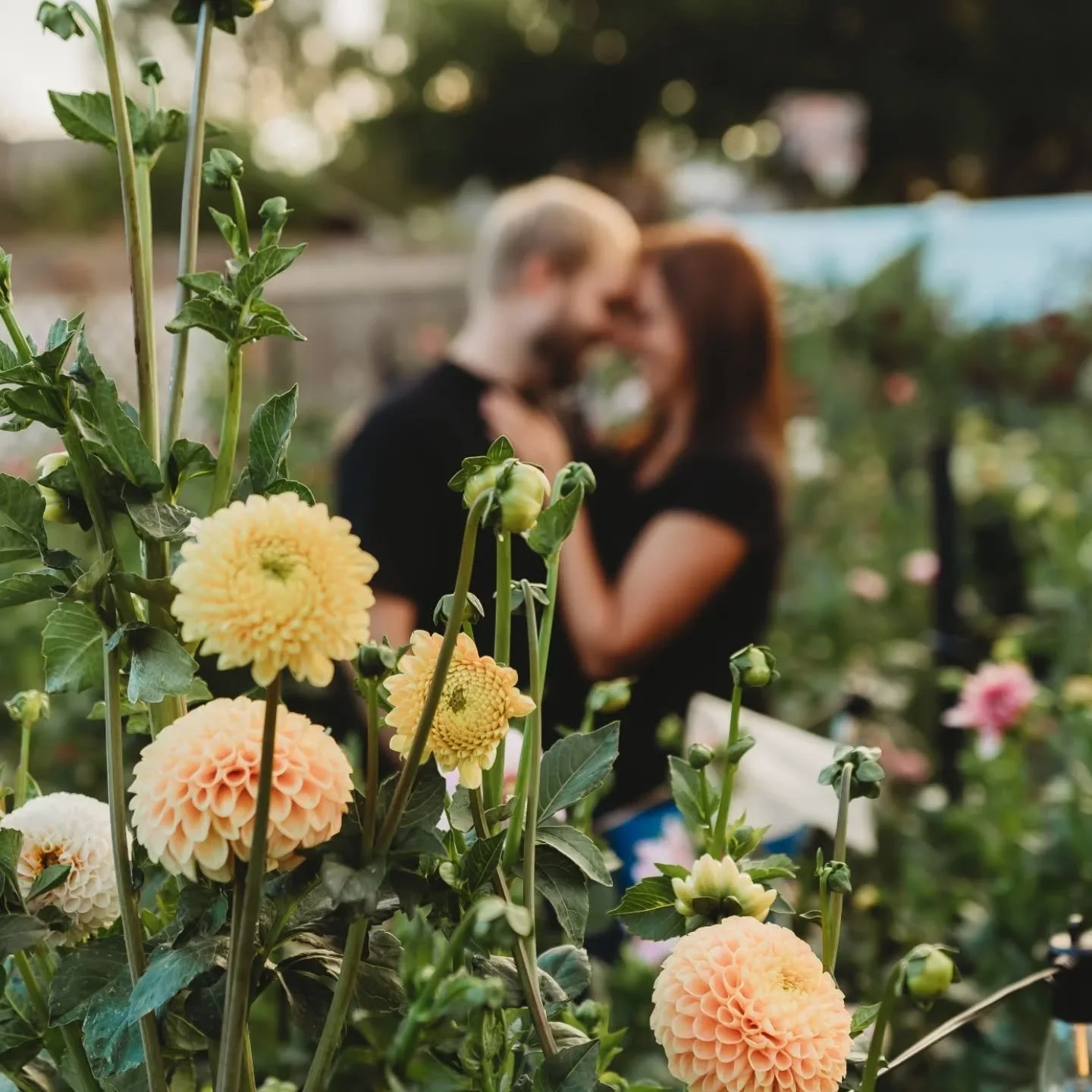 Heavy on the "Daddy made momma's dream come to life."🫶🌸
The guy behind everything working smoothly around here.
#flowerfarm #husbandwifeteam #couldntdoitwithouthim #dahliafarmer