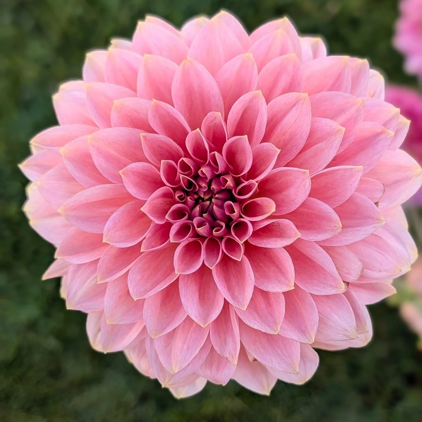 All the tubers are divided &amp; ready to go.🥳 To celebrate here's a look at some of the beautiful varieties that will be in our sale on February 14th at 10AM MST over on our website. 
Check out the rest of the varieties at ashleysflowerfarm.com (li