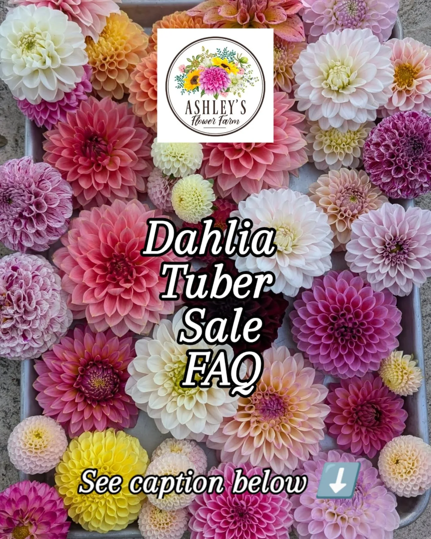 It's almost time! Our dahlia tuber sale opens THIS Saturday at 10 AM MST!!
Here are some of the most common questions we get about the sale.
1.  Do you offer combined shipping if I place more than one order?
A: For sure! Just send us an email with al
