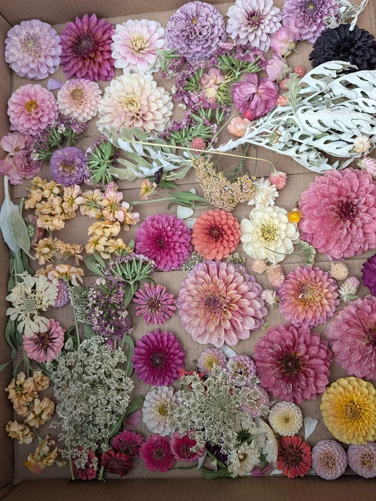 Let's have a little fun! Looking back at these photos for a recent dried flower order, I was instantly transported to the 'I Spy' books of my childhood&mdash;searching for hidden treasures among the&nbsp;pages. 👀🕵️&zwj;♀️

Can you find these preser