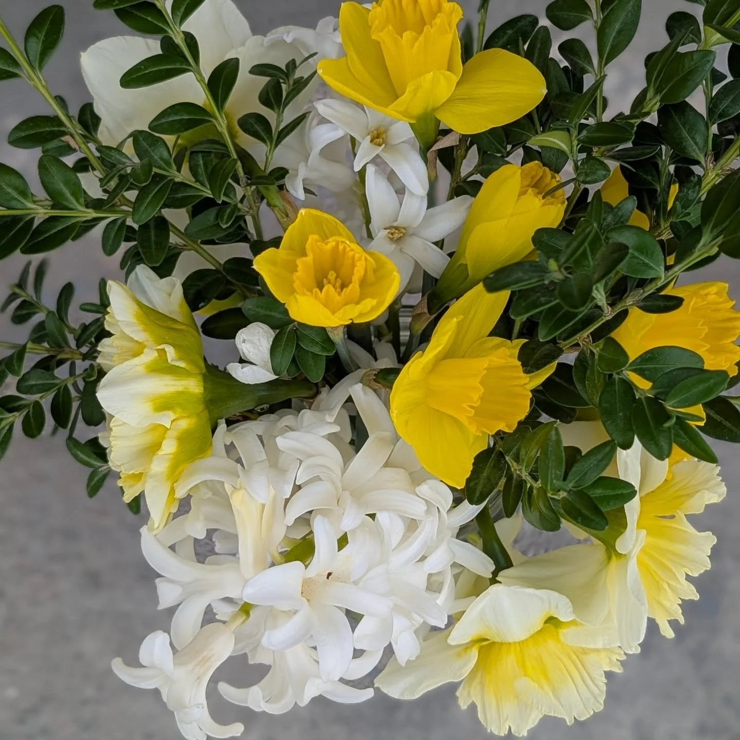 Happy first day of spring! 🌱 With the warm weather we're experiencing, the early daffodils are blooming which means I will have fresh bouquets available starting next week. 🤗 

Just send me a message or text if you'd like to add a touch of spring t