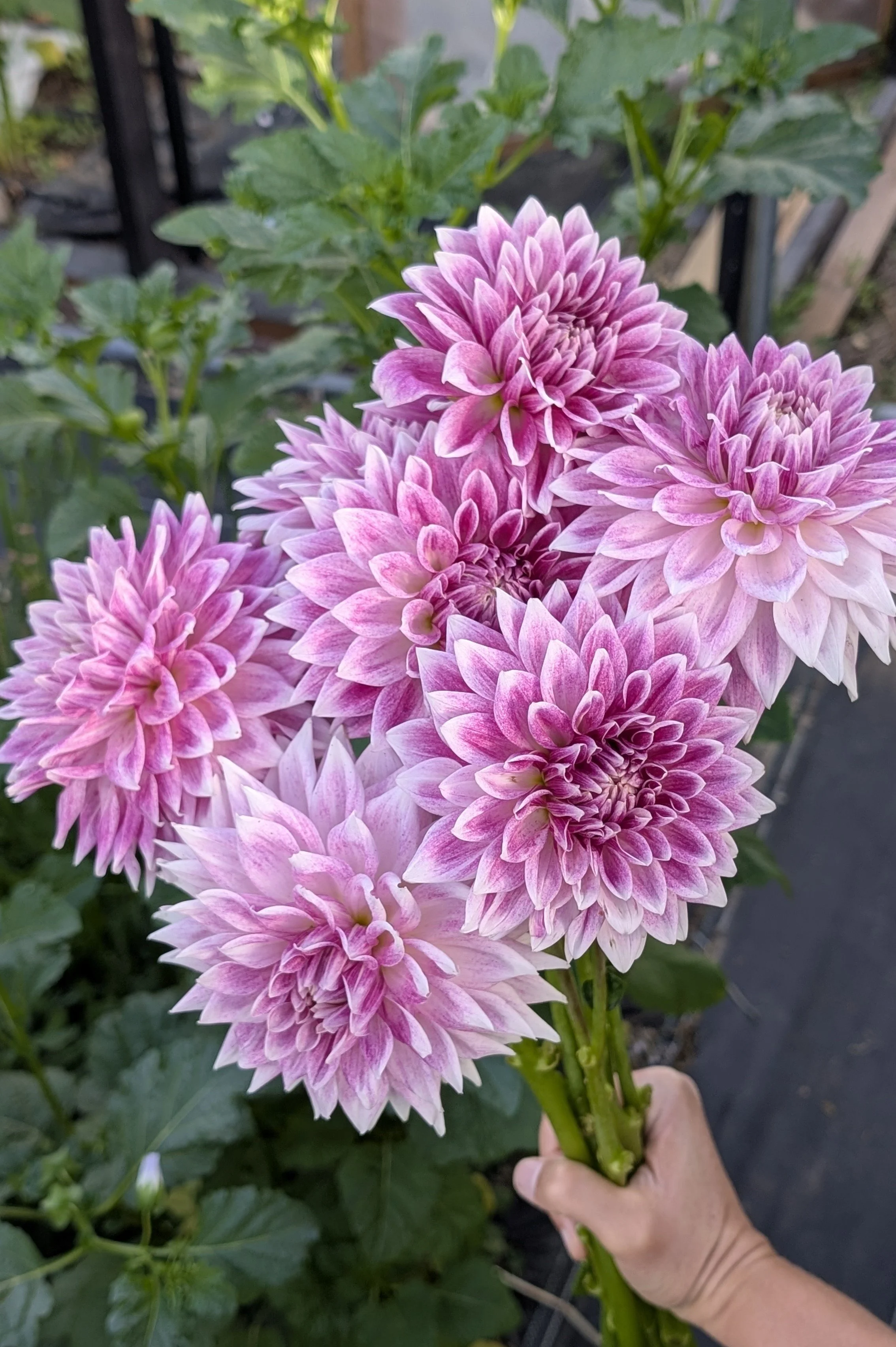BJ's Dusty Rose