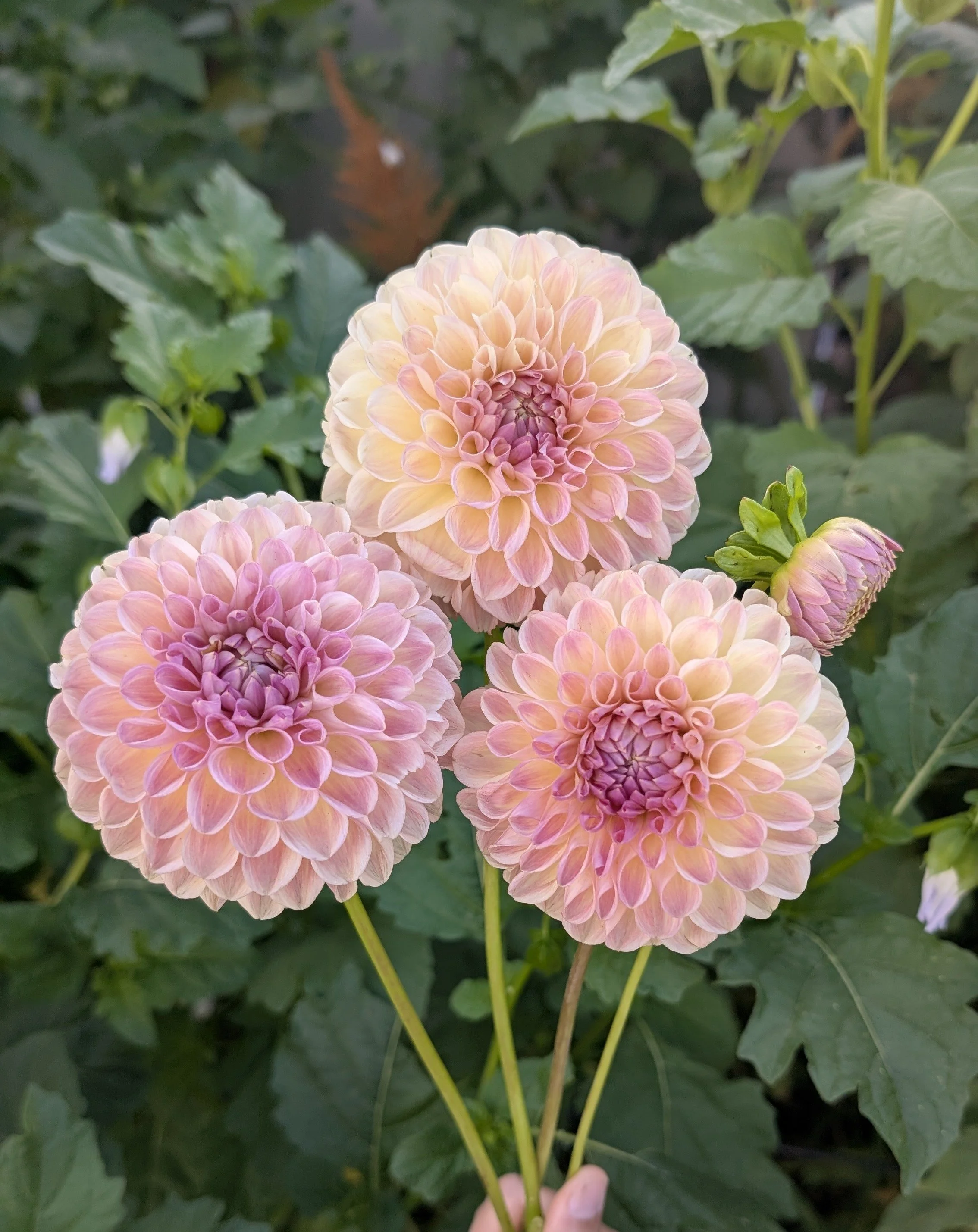 Clearview Peachy
