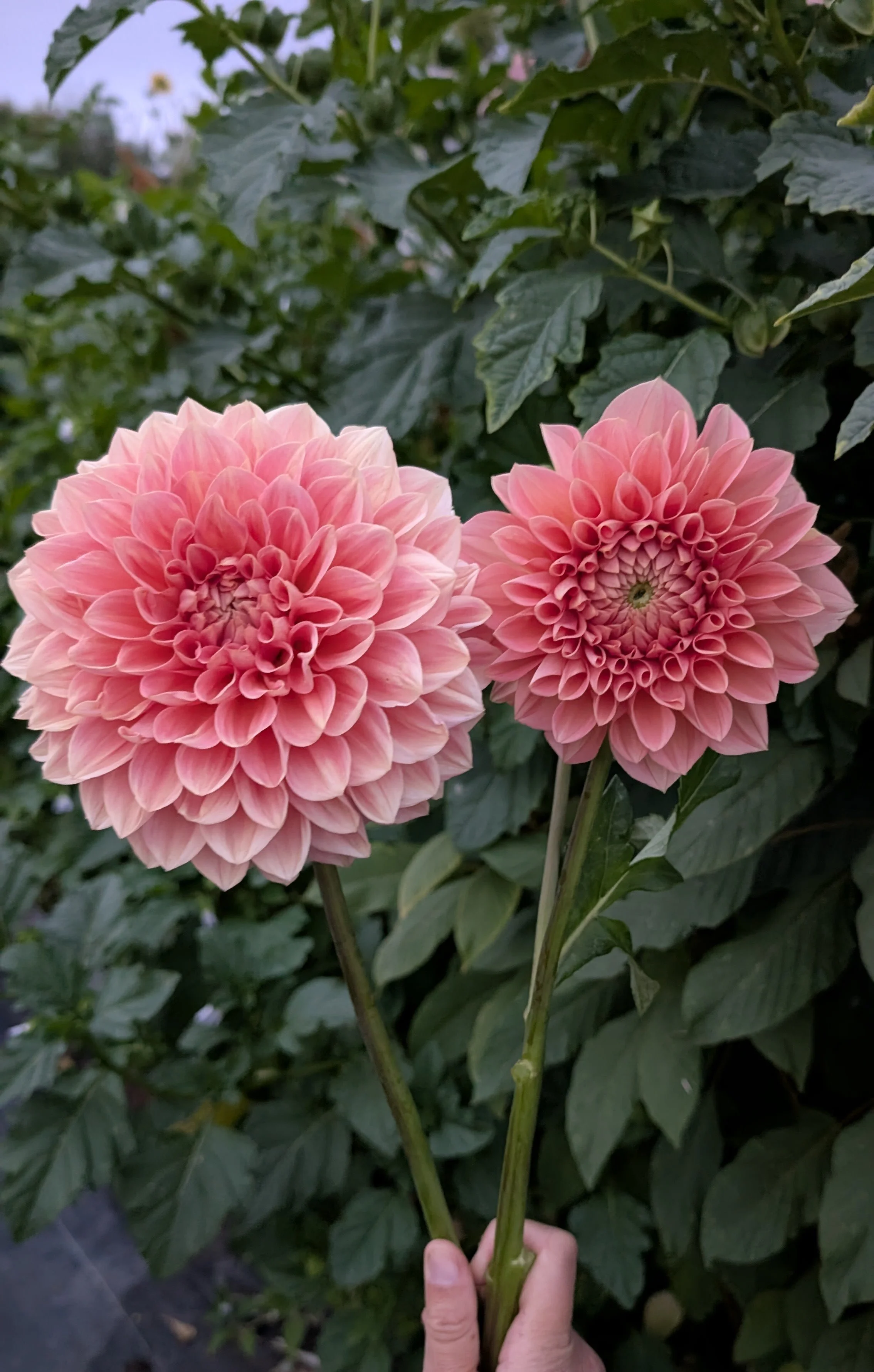 processed_9abf52abd63b42ae95f6855353510e0f.jpeg