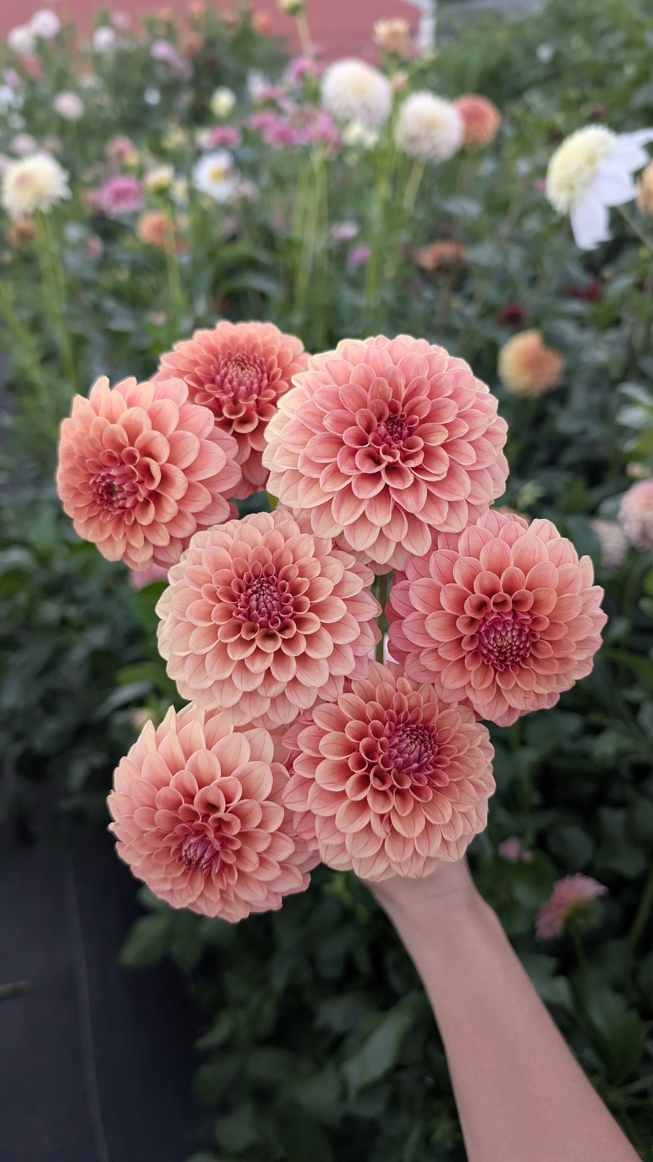 Rose Toscano