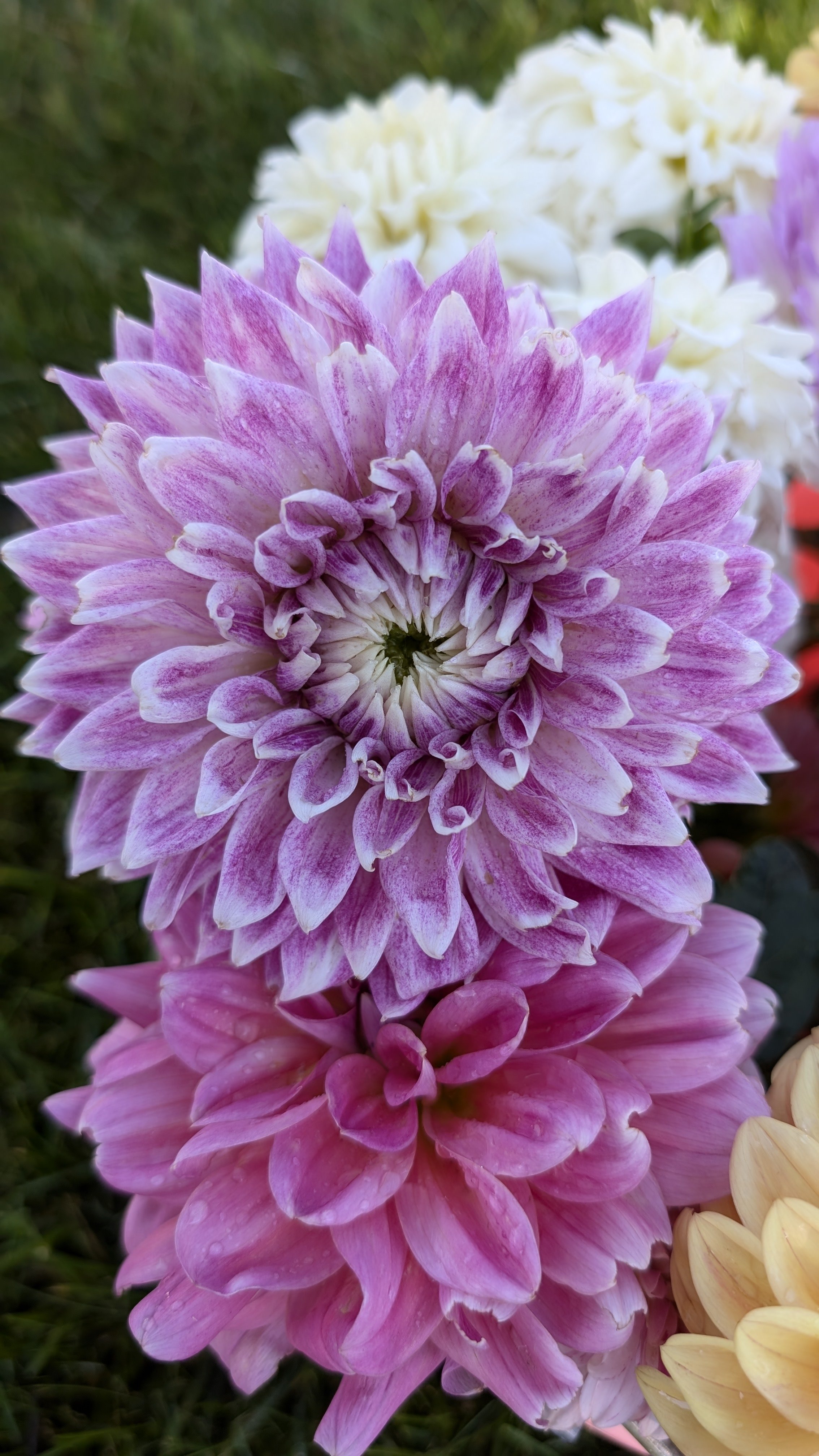 BJ's Dusty Rose