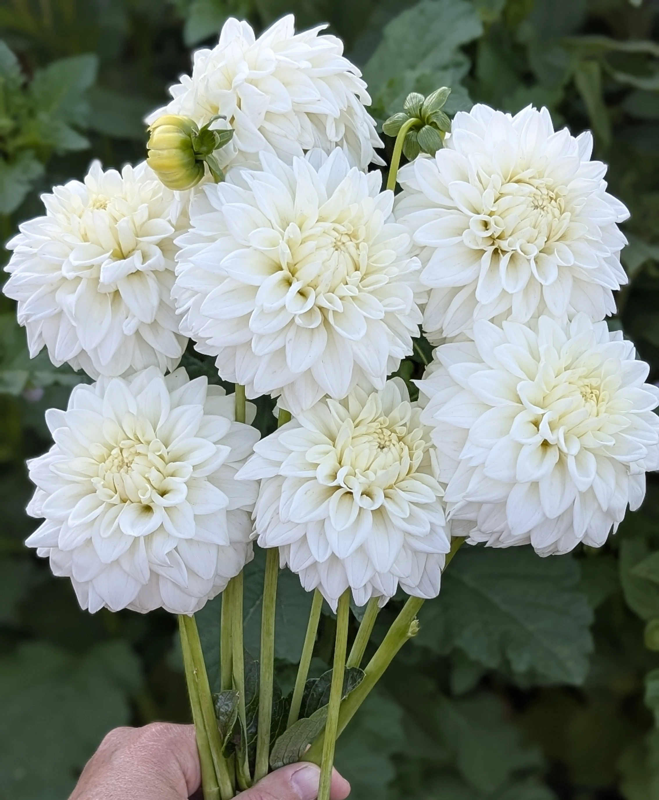 BLIZZARD DAHLIA
