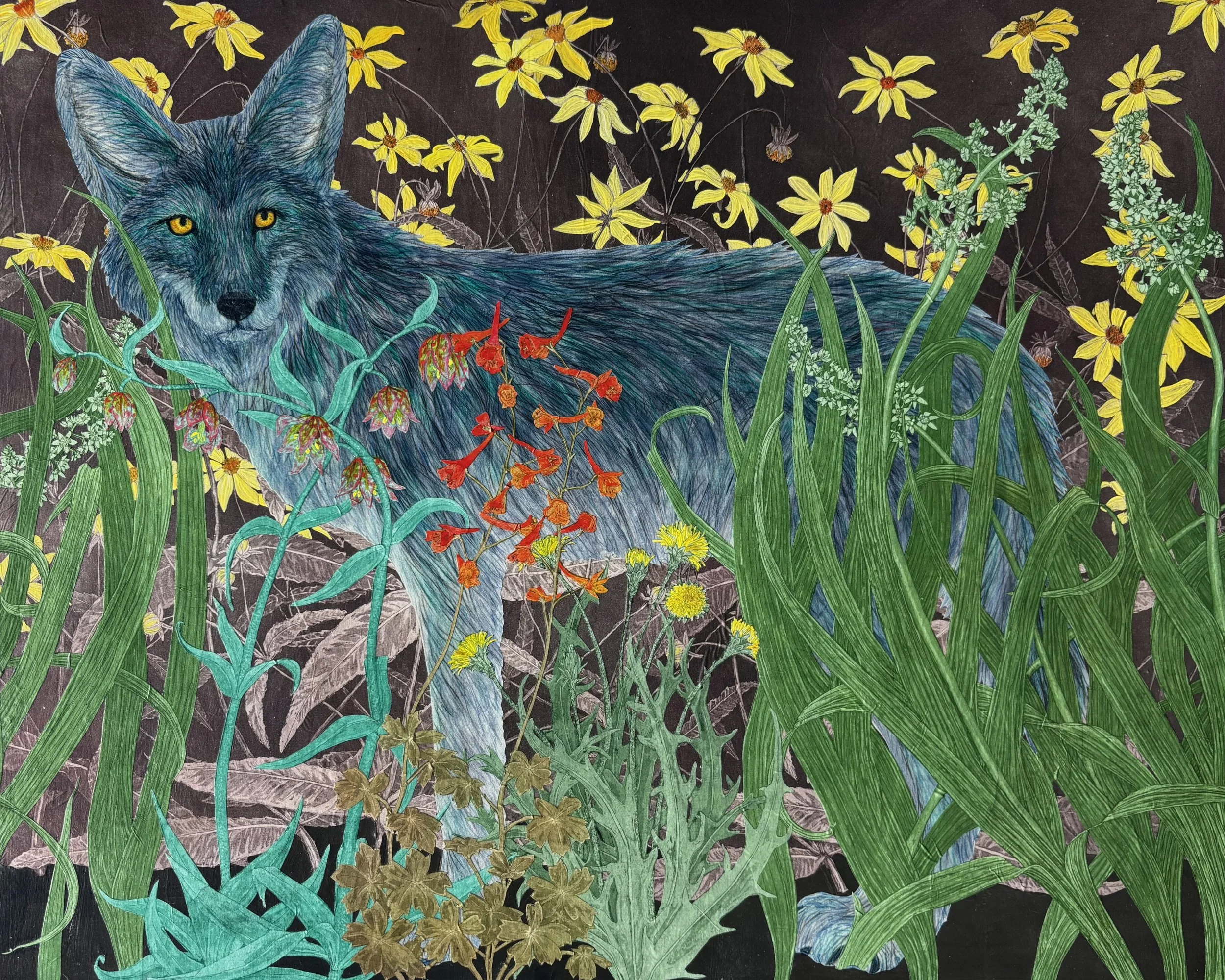 Blue Coyote