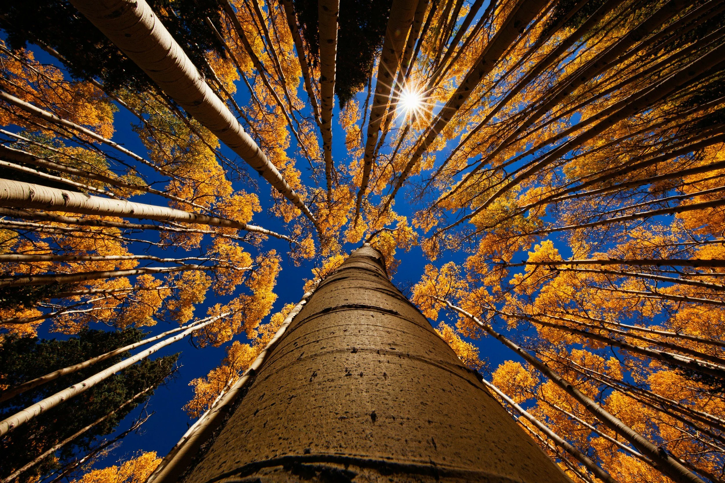 Image of the tops of aspen trees with gold leaves against a blue sky and sun shining