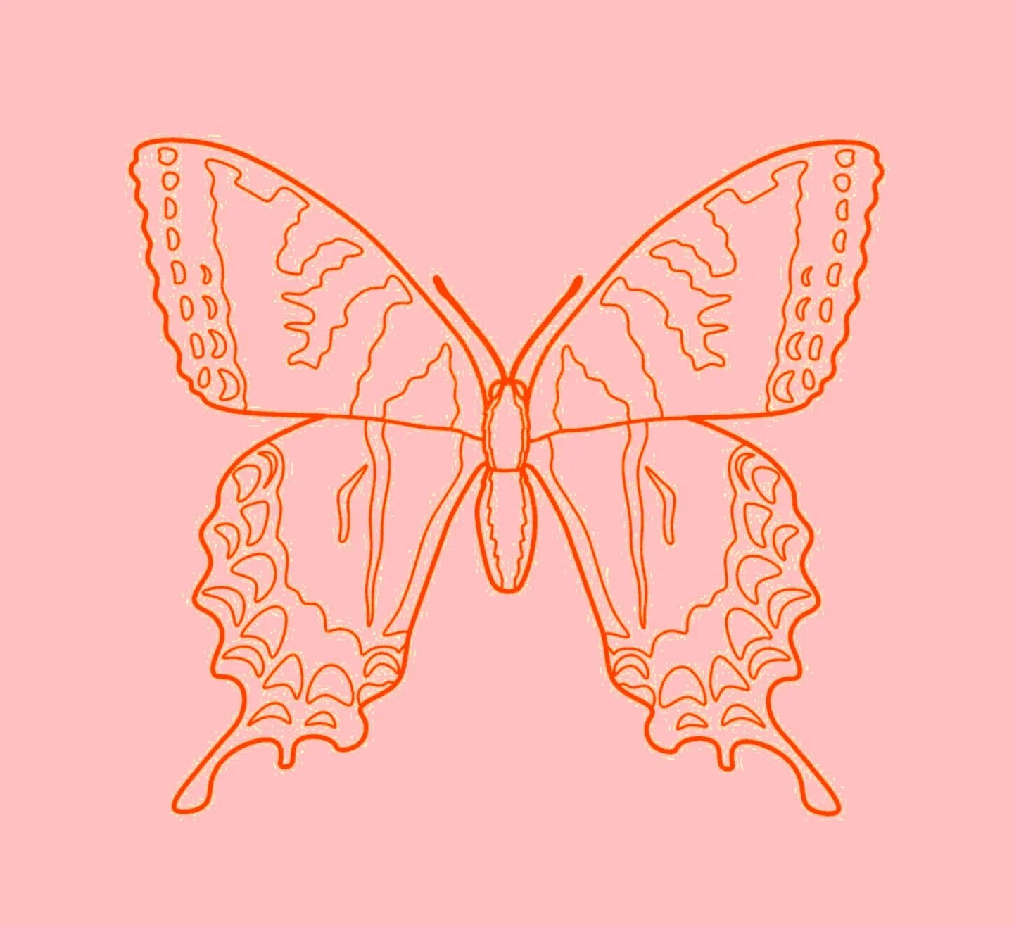 The Butterfly   