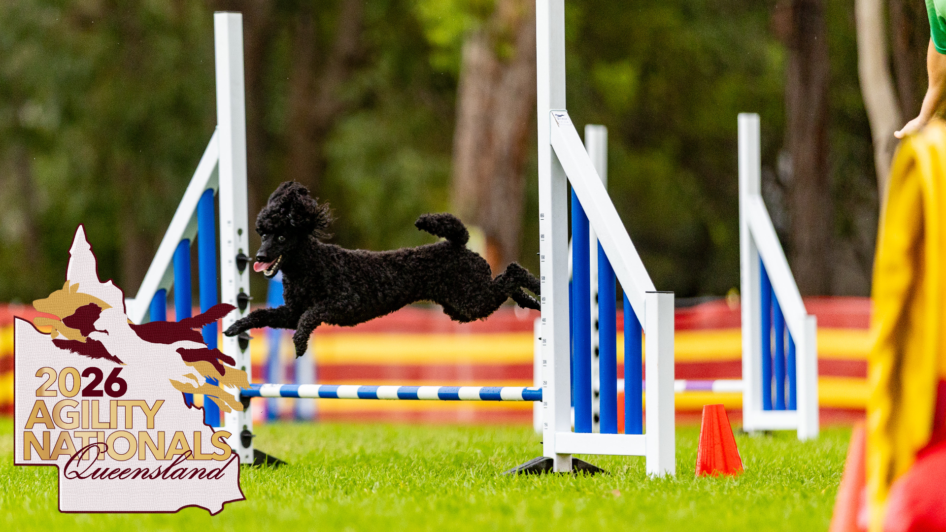 Agility Nationals - Individual Run Video