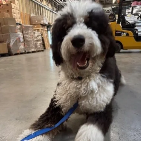 Vin being a Good Boy.jpg