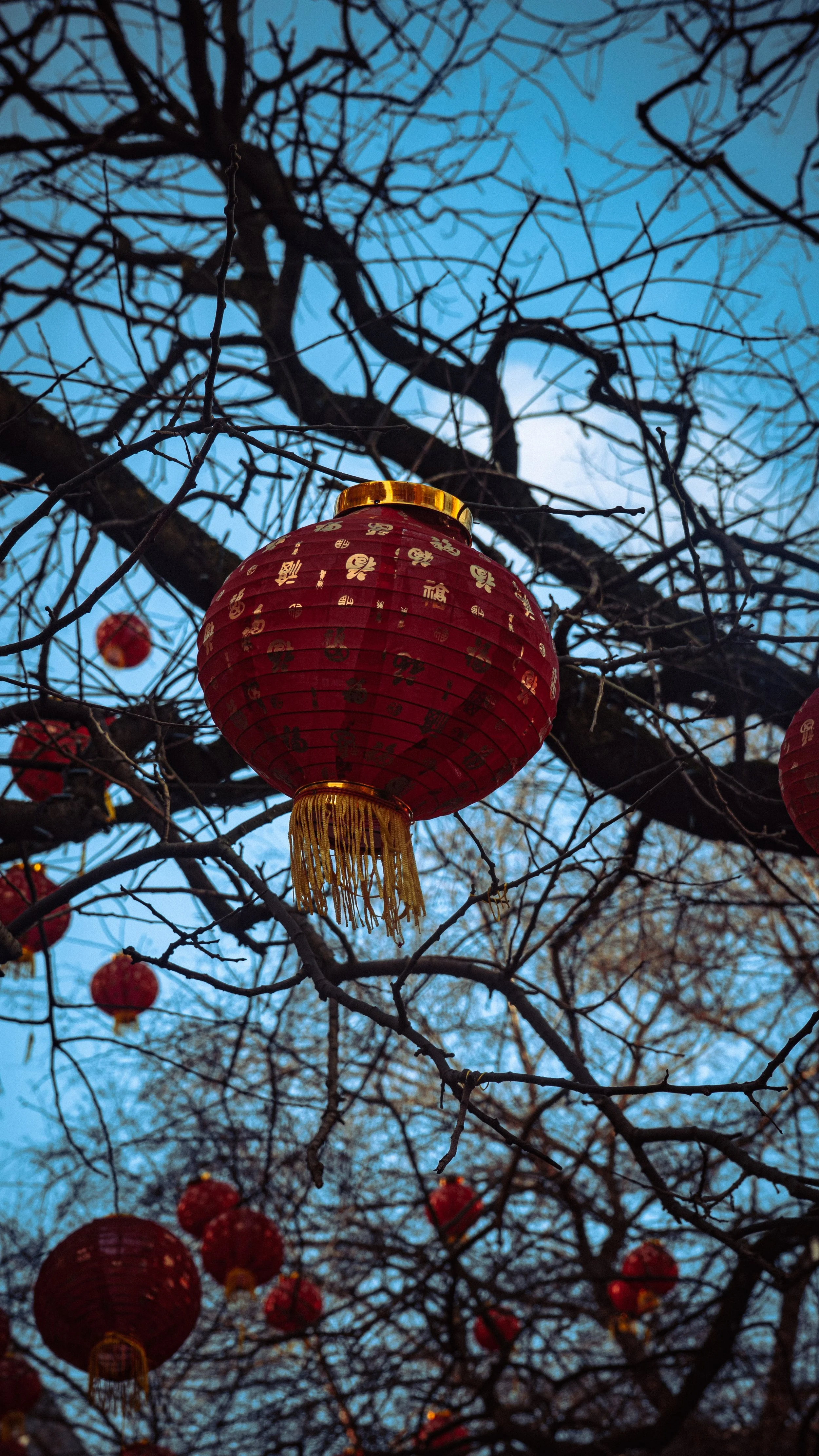 Red Chinese lanterns hanging from the branches of a leafless tree against a blue sky.