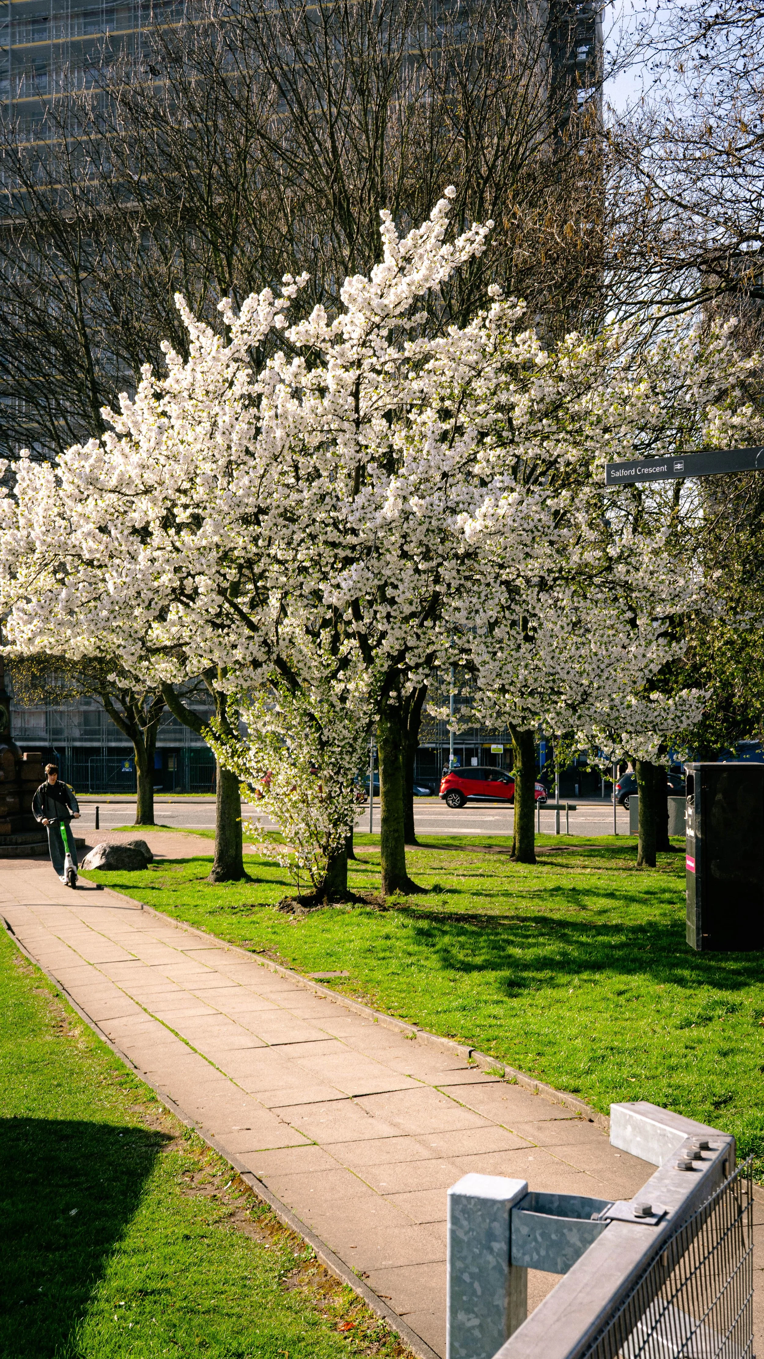 Cherry blossom trees with pink and white flowers along a park sidewalk on a sunny day, with buildings and cars in the background.
