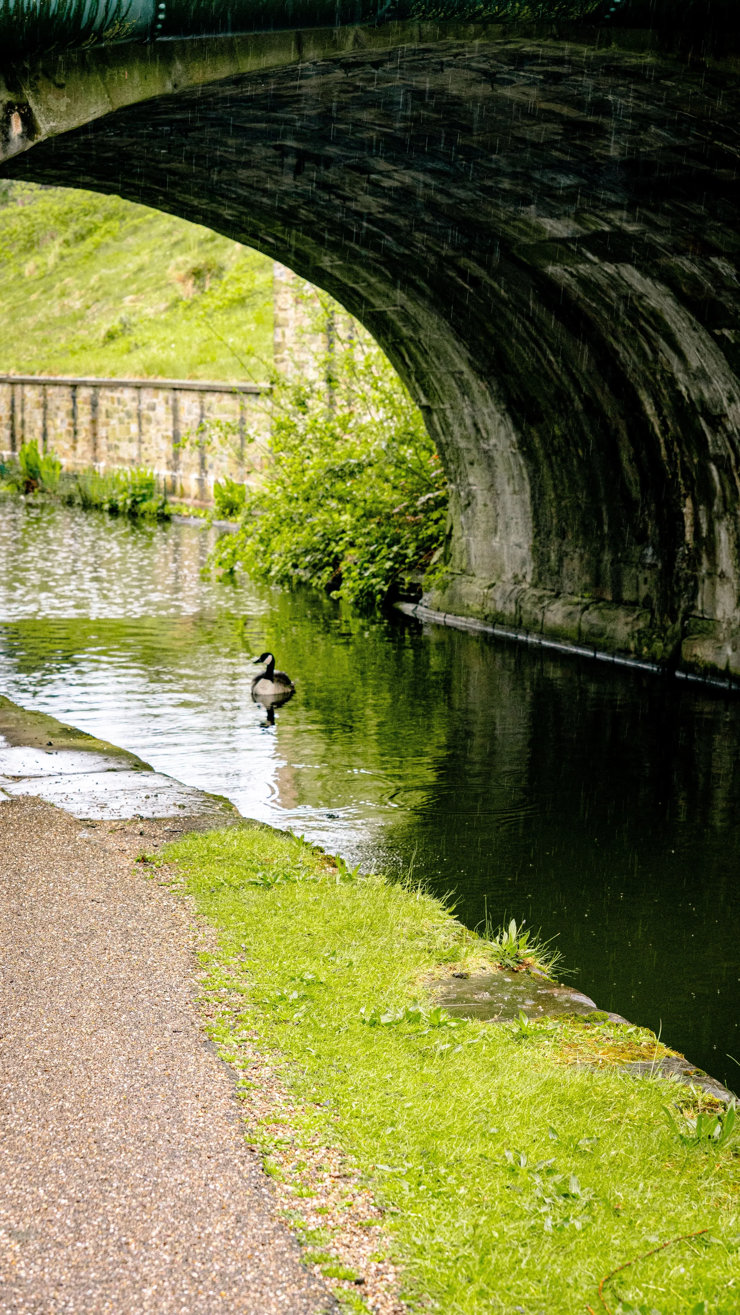 A duck swimming in a canal beneath a stone bridge with rain falling.