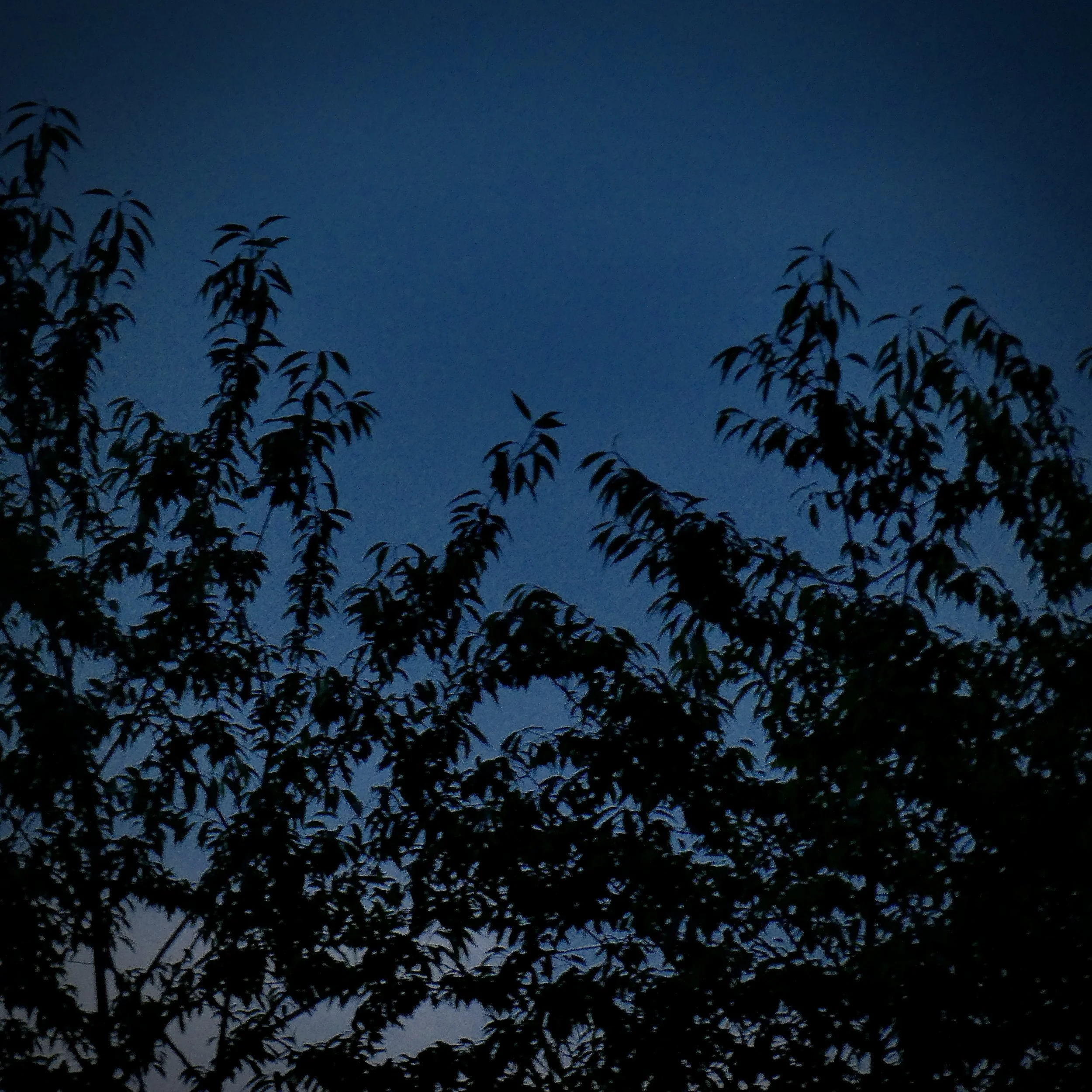 Silhouetted tree branches against a clear, dark blue sky at dusk.