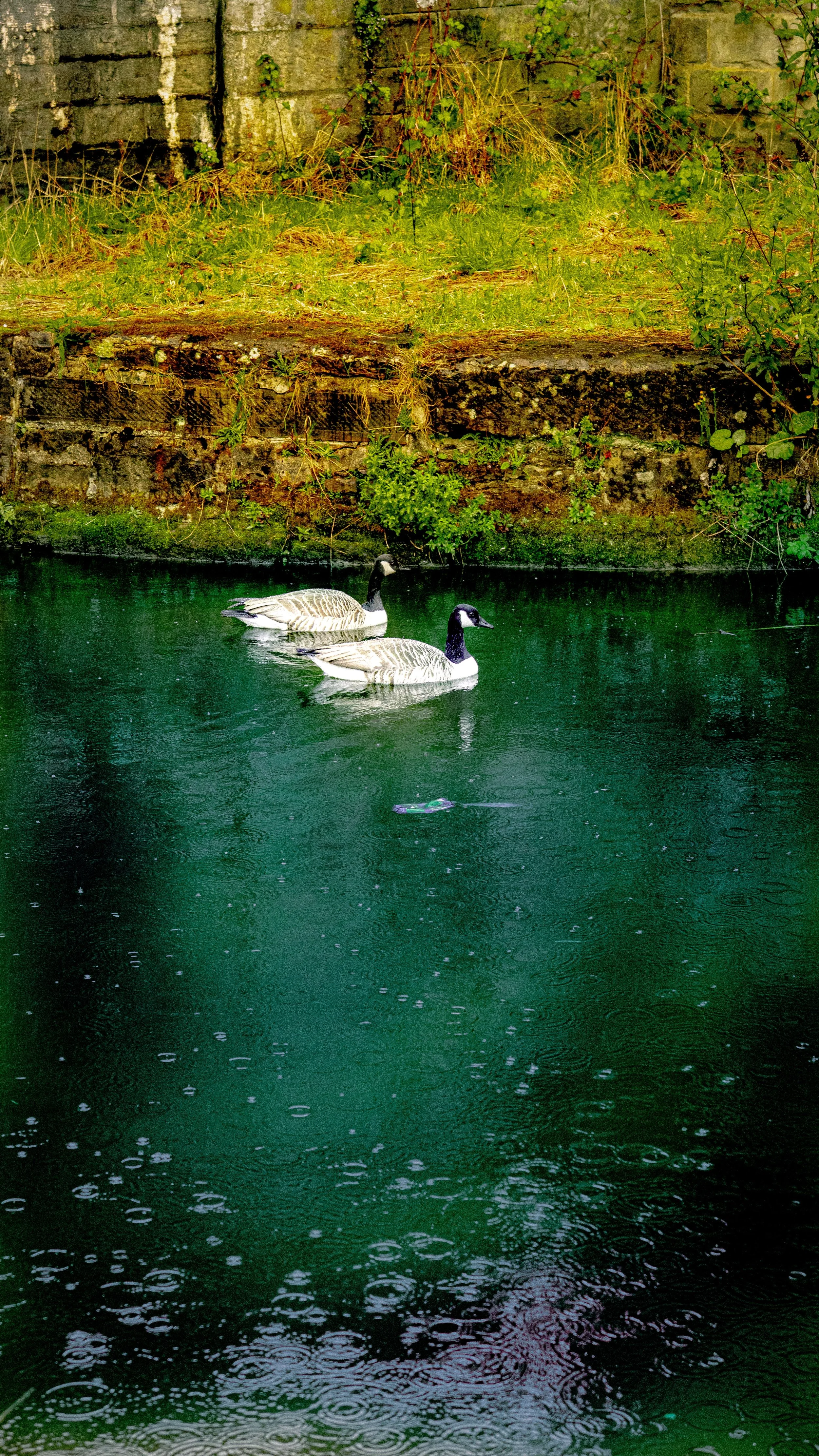 Two Canada geese swimming in a green river near a mossy brick wall and grassy bank.