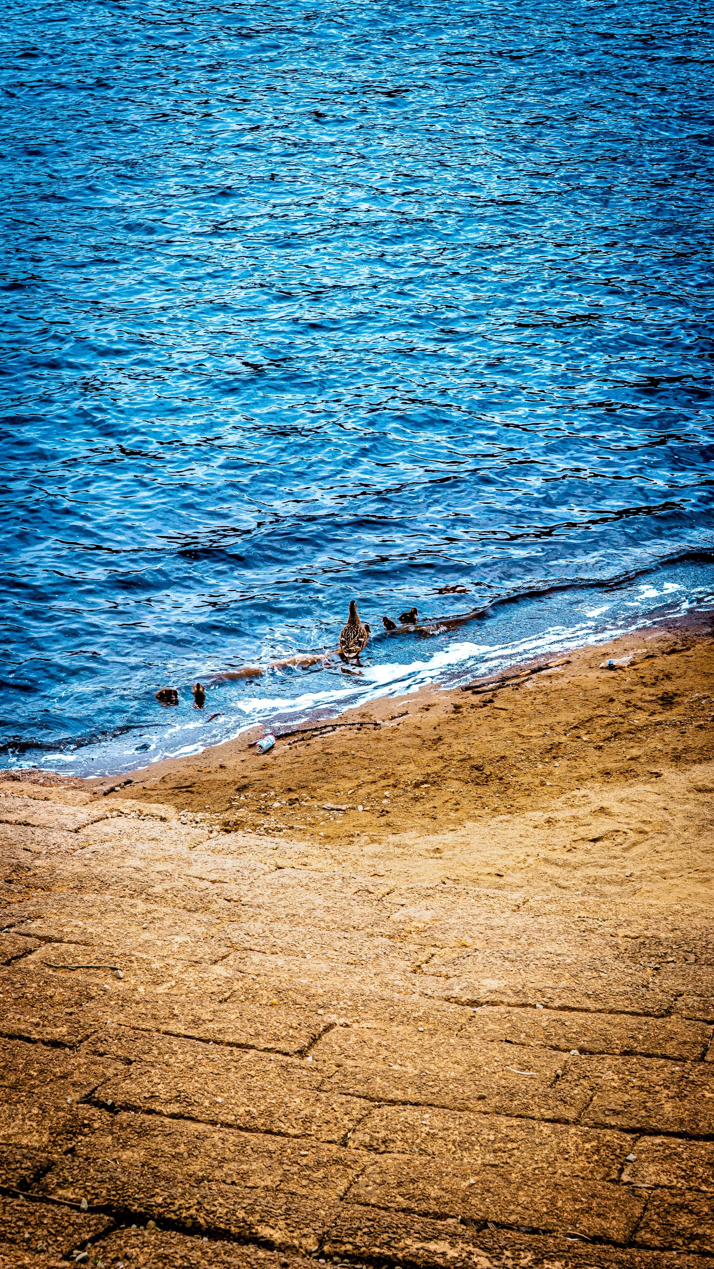 A beach with dry, cracked sand and water in the background, where a family of ducks is swimming near the shoreline.