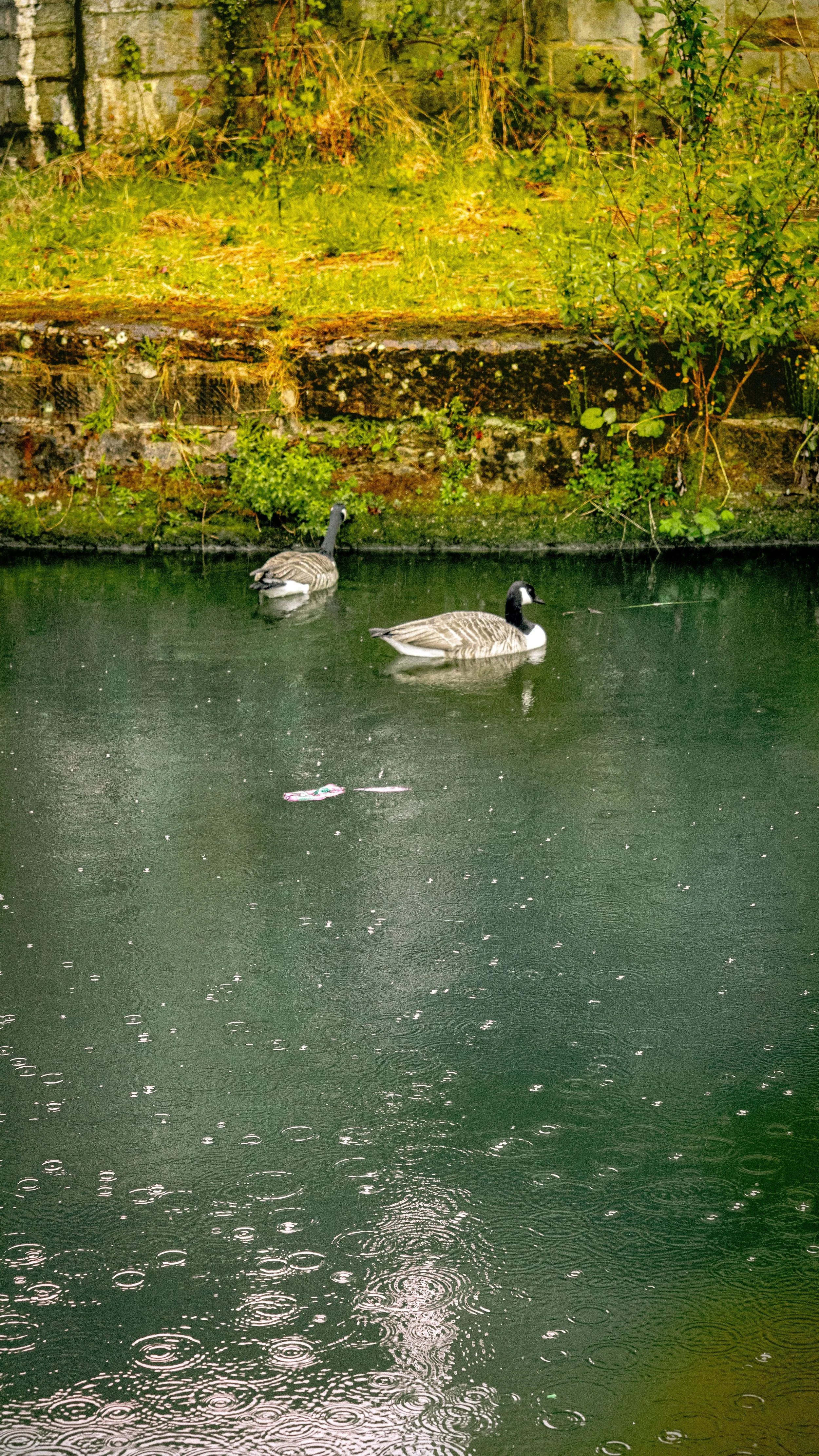 Two Canada geese swimming in a pond with a stone wall and green foliage in the background.