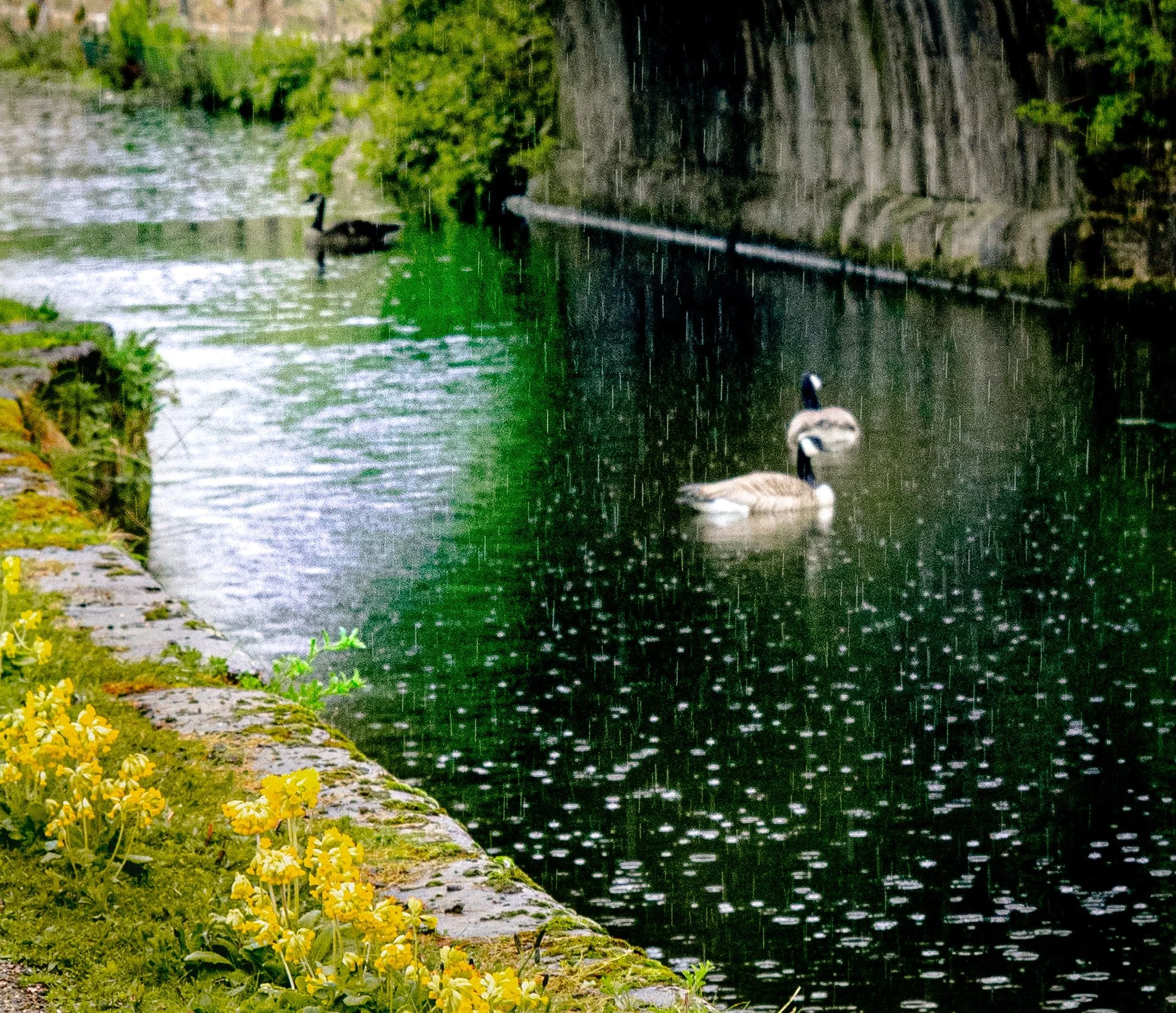 Geese swimming in a rain-affected river with stone embankment and yellow flowers in the foreground.