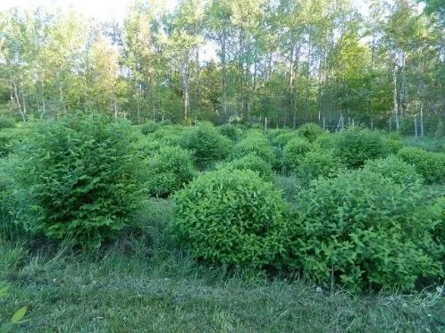 apple peru plant Nicandra physalodes - Apple of Peru (Shoo Fly Plant) Seeds