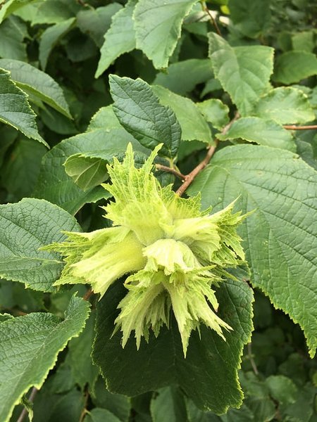 corylus_americana_flower.jpg