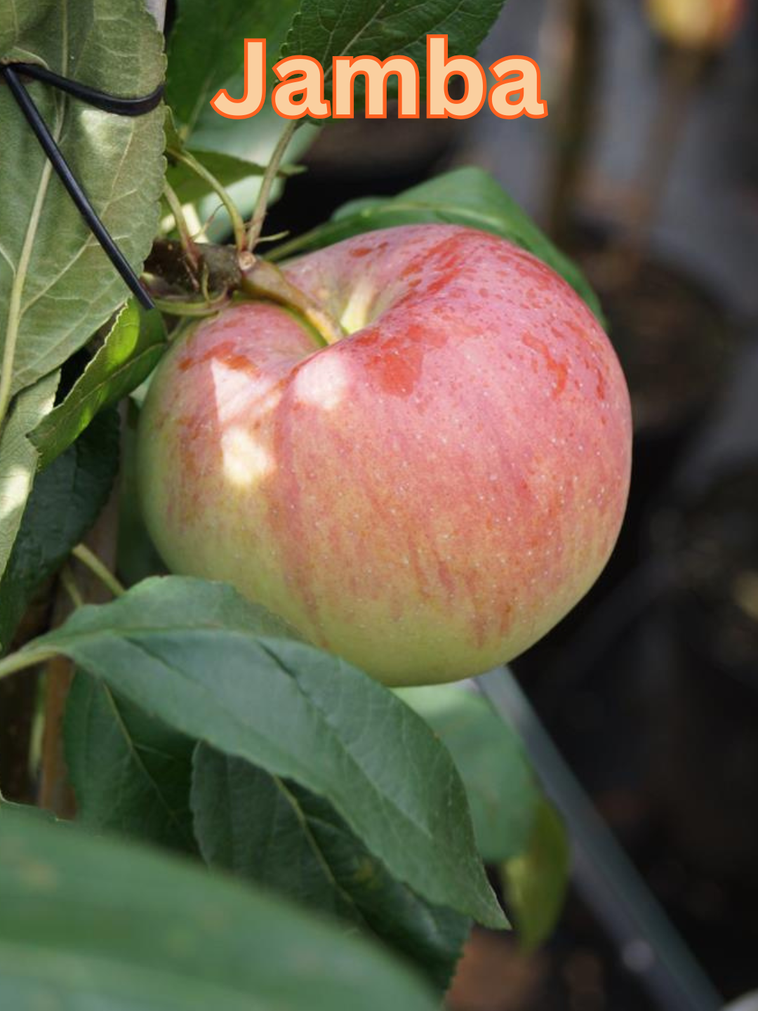 Jamba (1).png