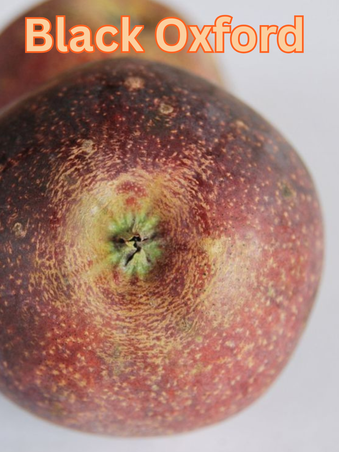 Black Oxford.png
