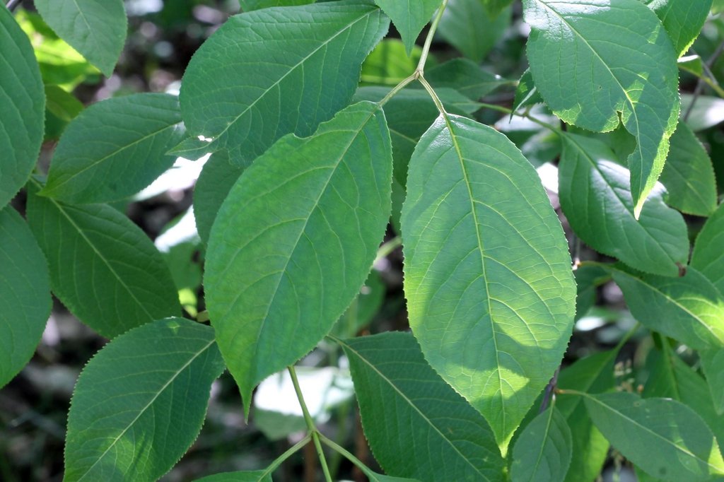Viburnum_lentago_leaves_UnBlziQhGbZI.jpg