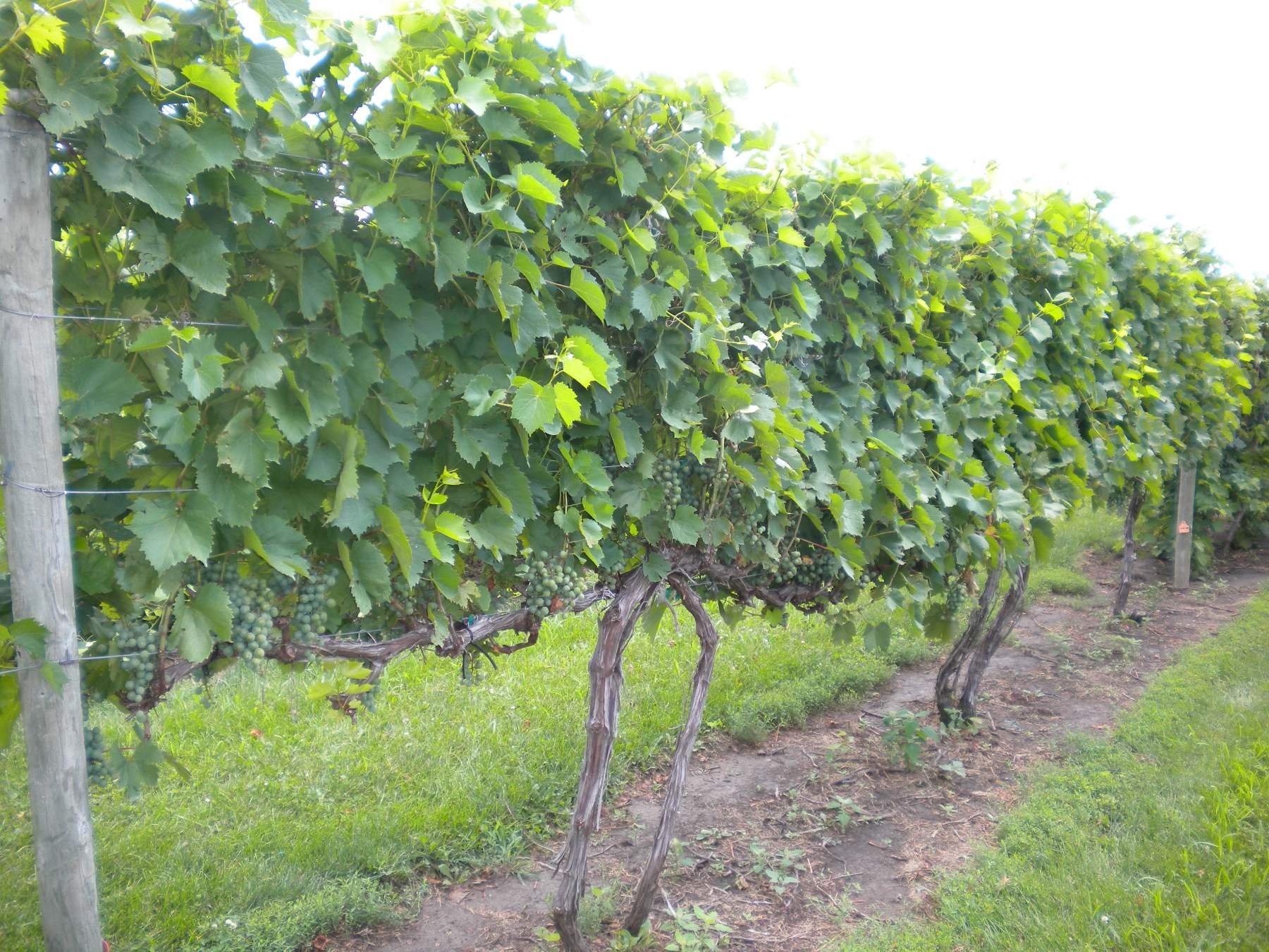 grape vine trellis.jpeg