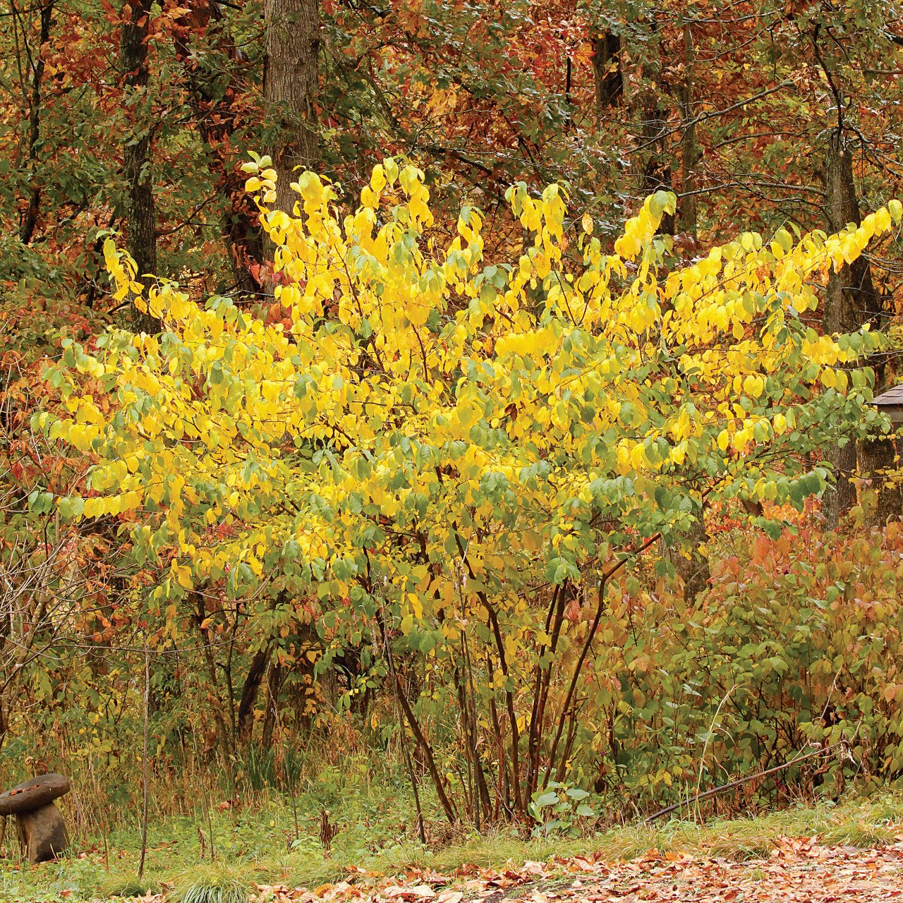 Lindera benzoin_plant.jpg