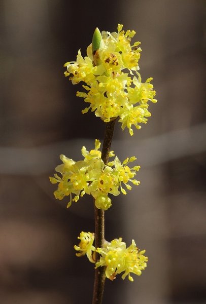 Lindera-benzoin--flower.jpg