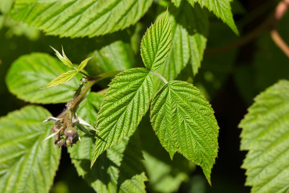 Raspberry - leaves.webp