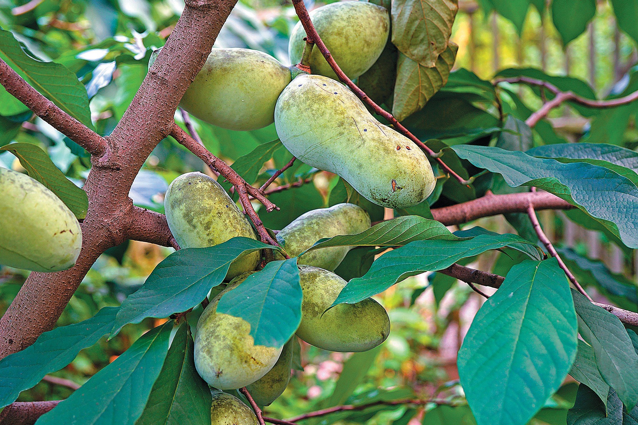pawpaws on tree.jpg