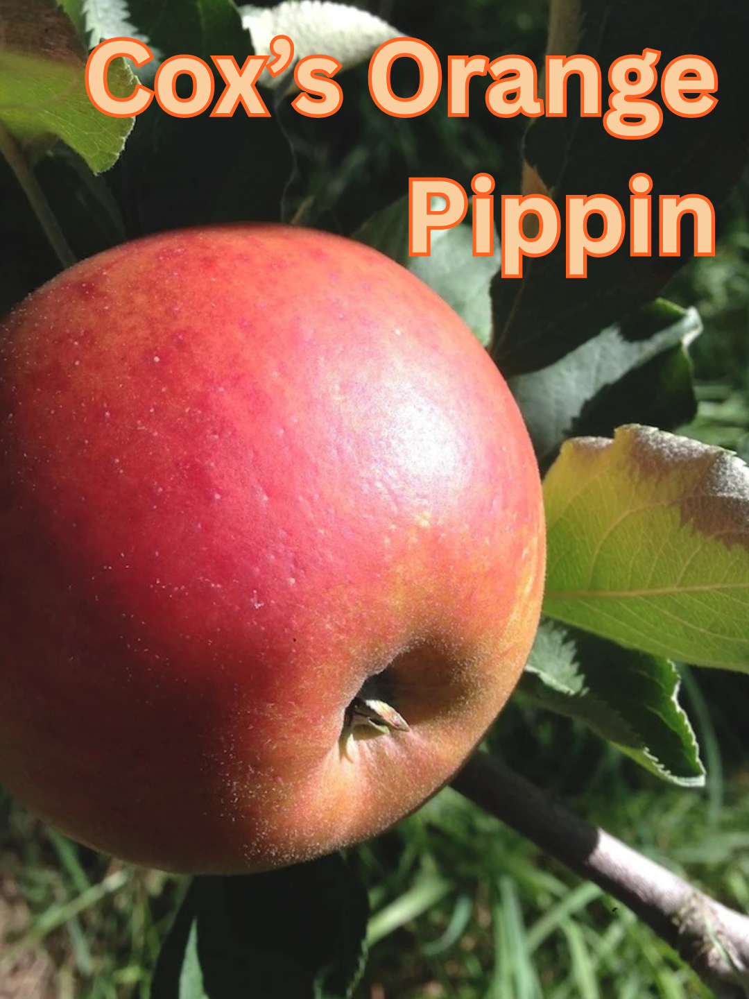Cox's Orange Pippin.png