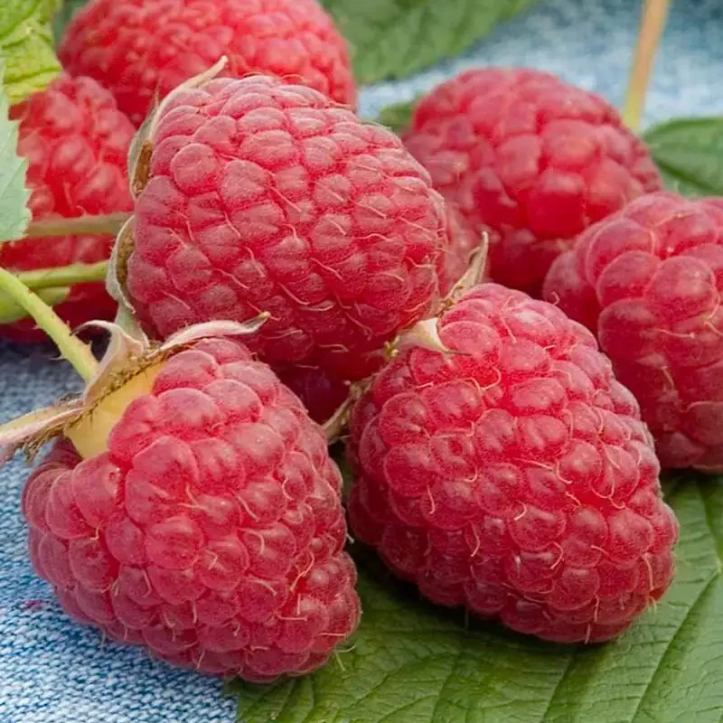 Raspberry - fruit.webp