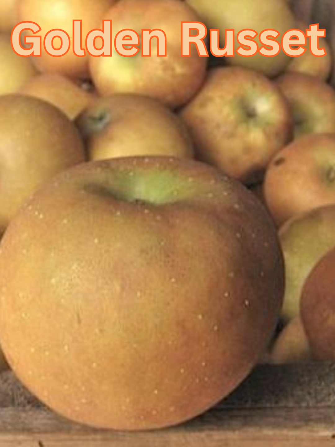 Golden Russet.png