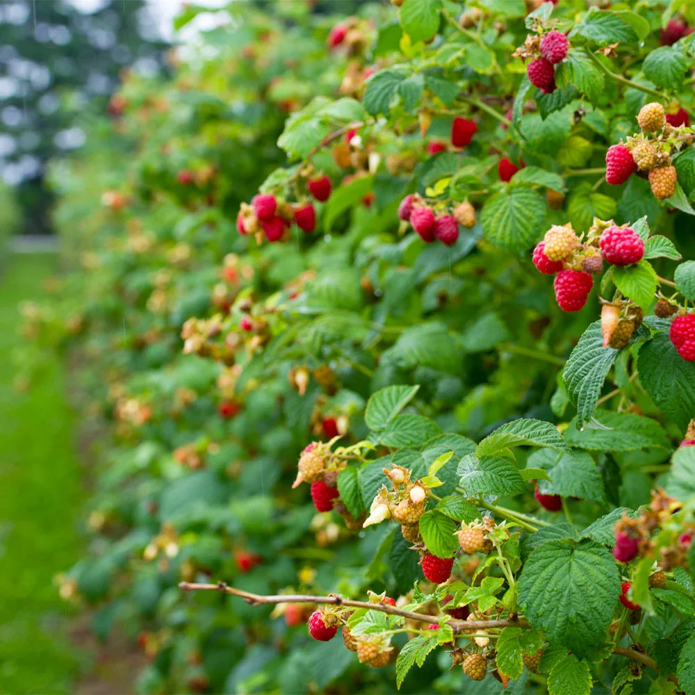 Heritage_Raspberry_plant.webp