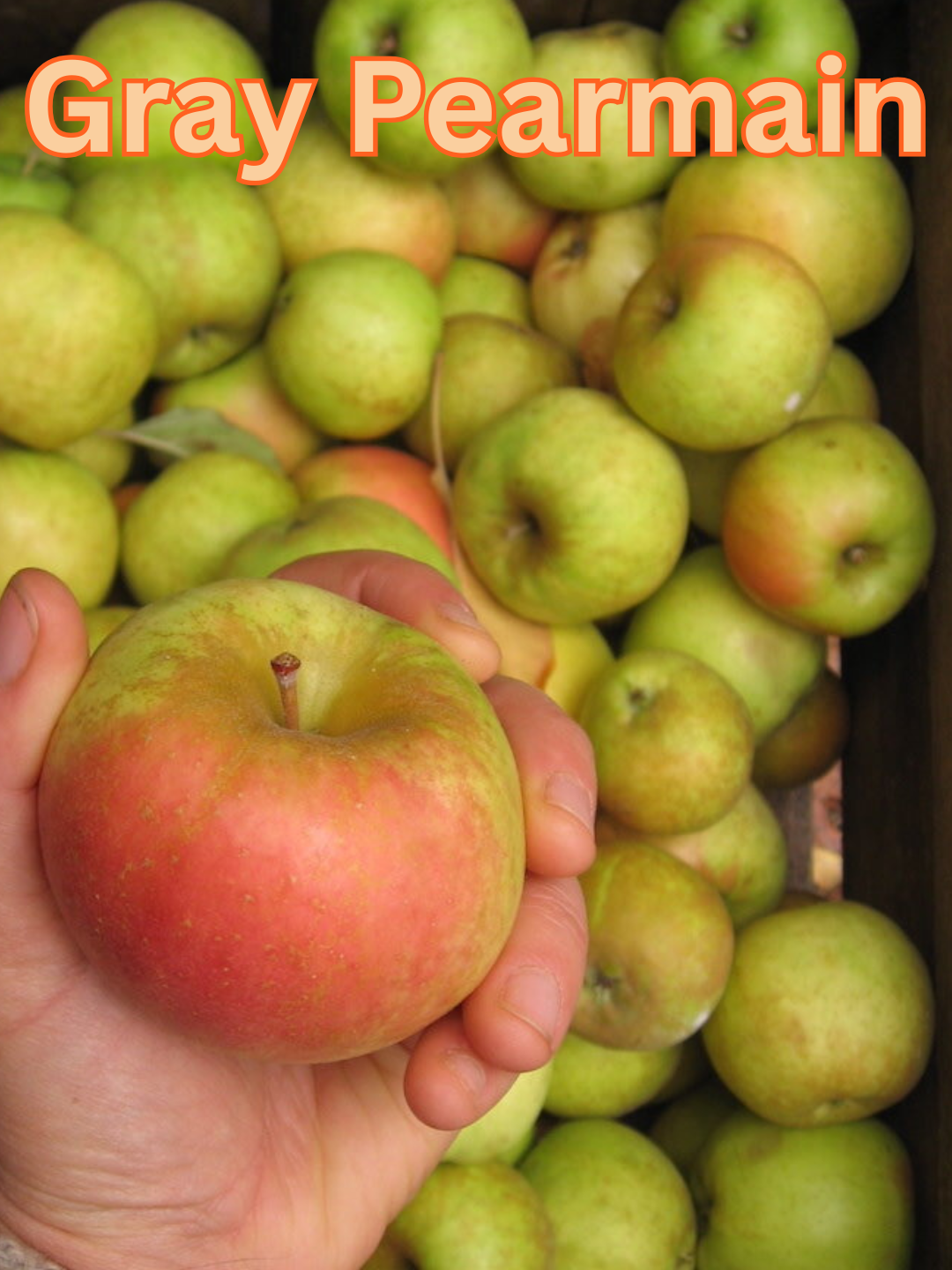 Gray Pearmain.png