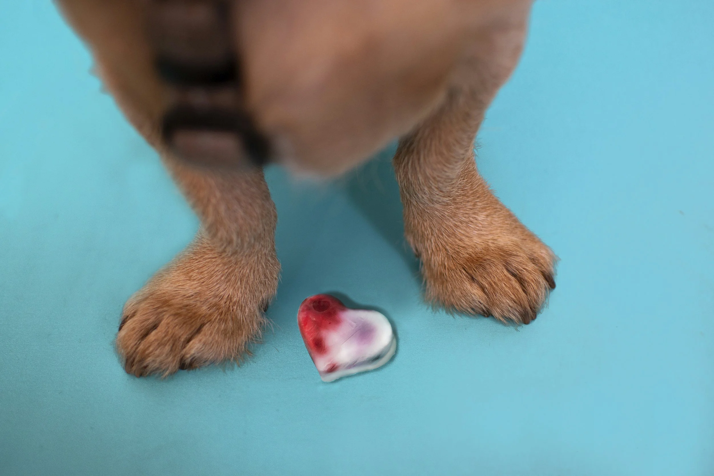 Close-up of a puppy's paws and face, with a piece of broken heart-shaped ice or candy on a blue surface.