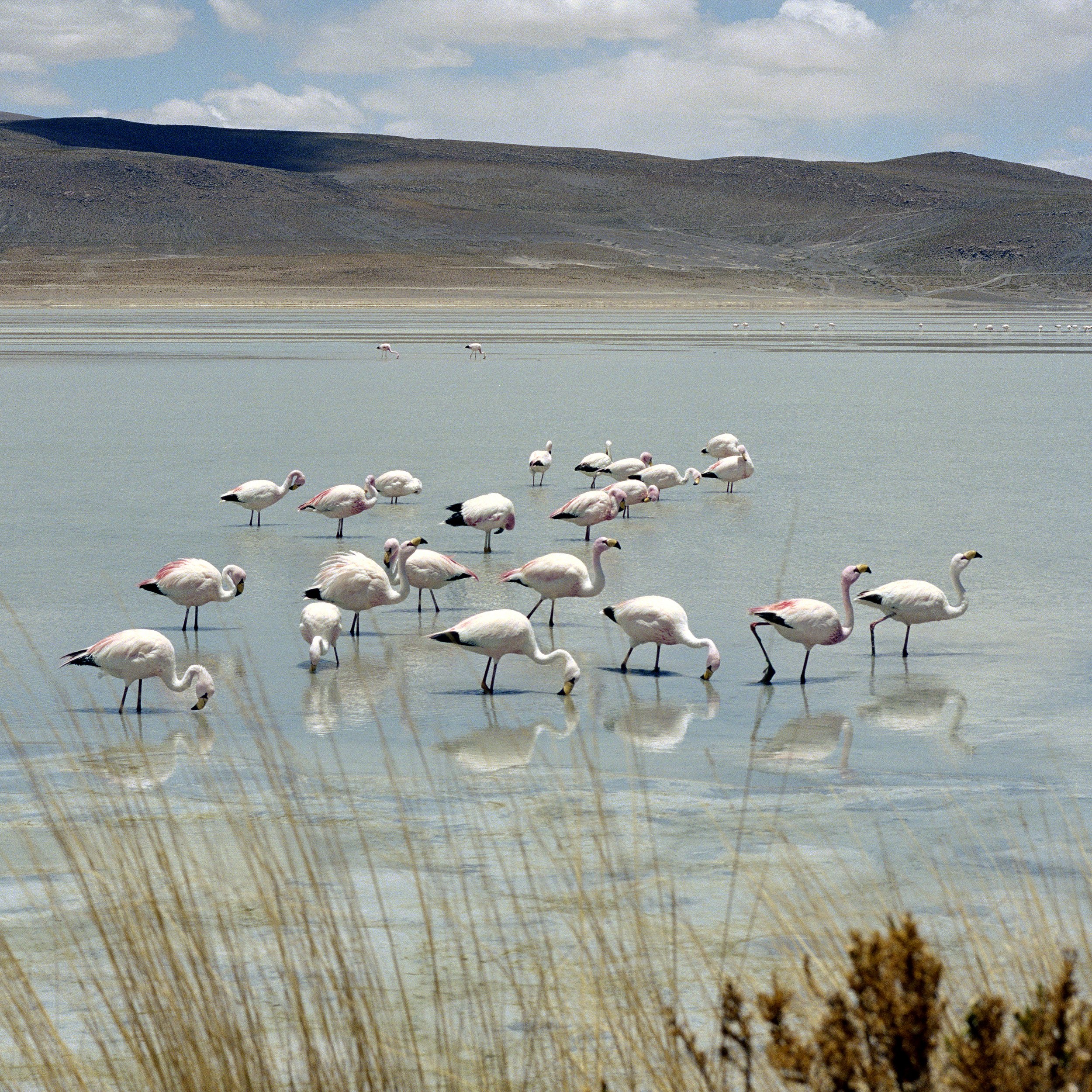A group of flamingos wading in shallow water near tall dry grass with a backdrop of mountains and a partly cloudy sky.