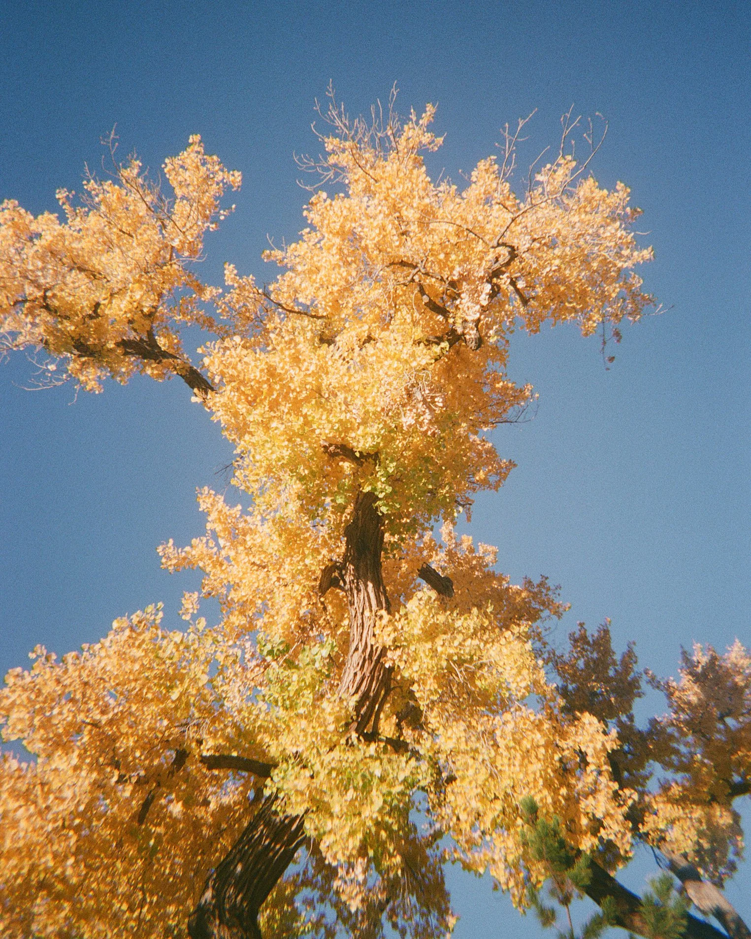 Tall tree with yellow and orange autumn leaves against a clear blue sky.