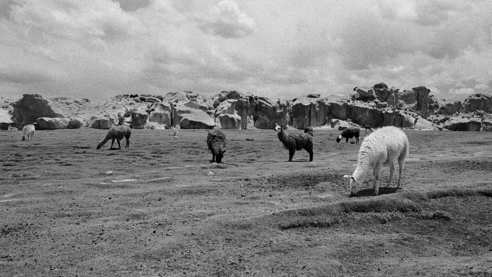A black and white photo of several llamas grazing on a sandy plain with rocky cliffs in the background and a partly cloudy sky overhead.