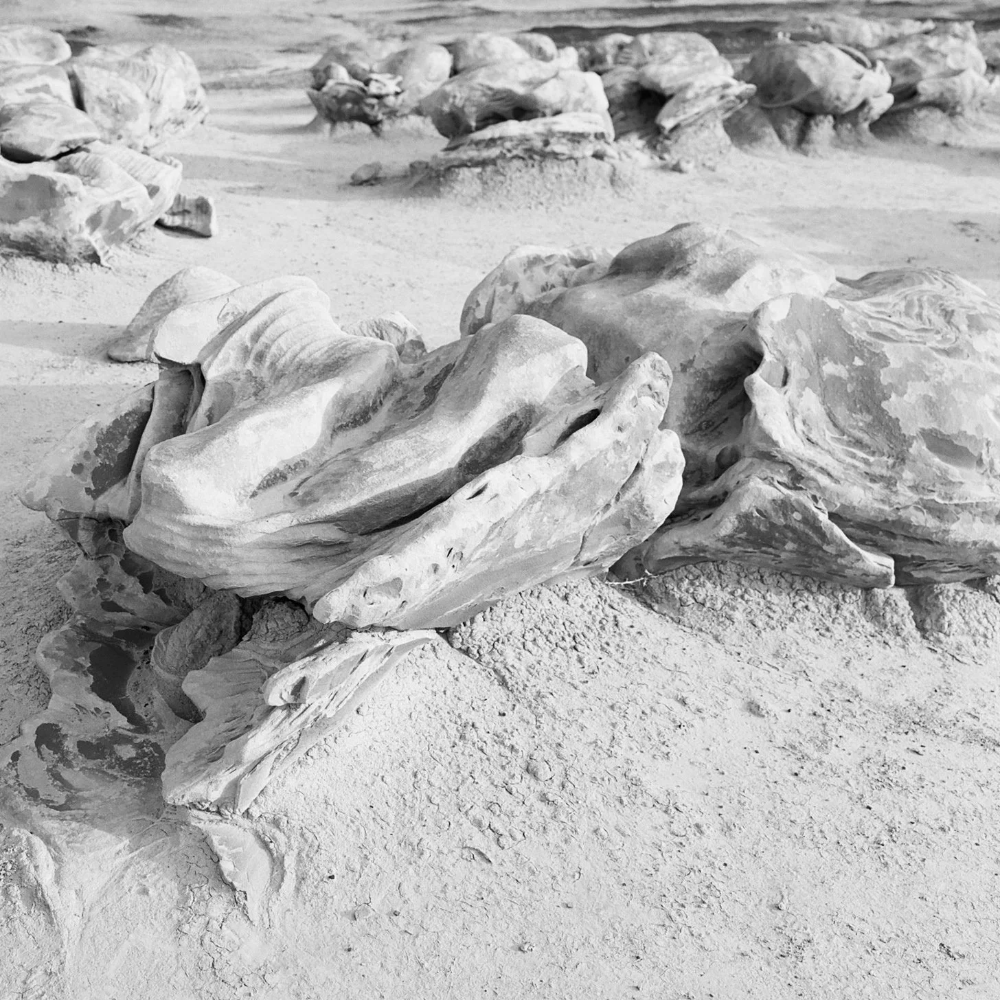 Black and white photograph of large seashells scattered on sandy ground with more shells in the background.