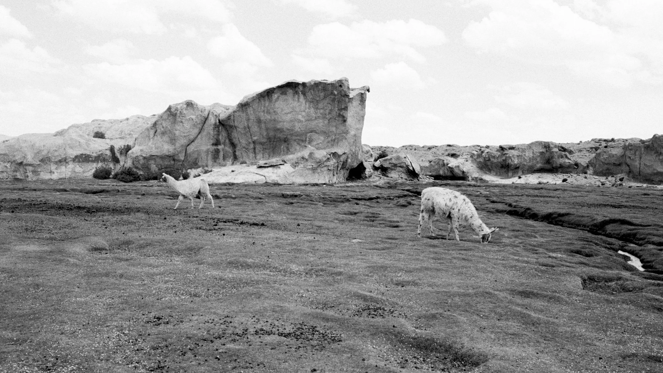 Two goats grazing on a rocky terrain with large boulders in the background, viewed in black and white.